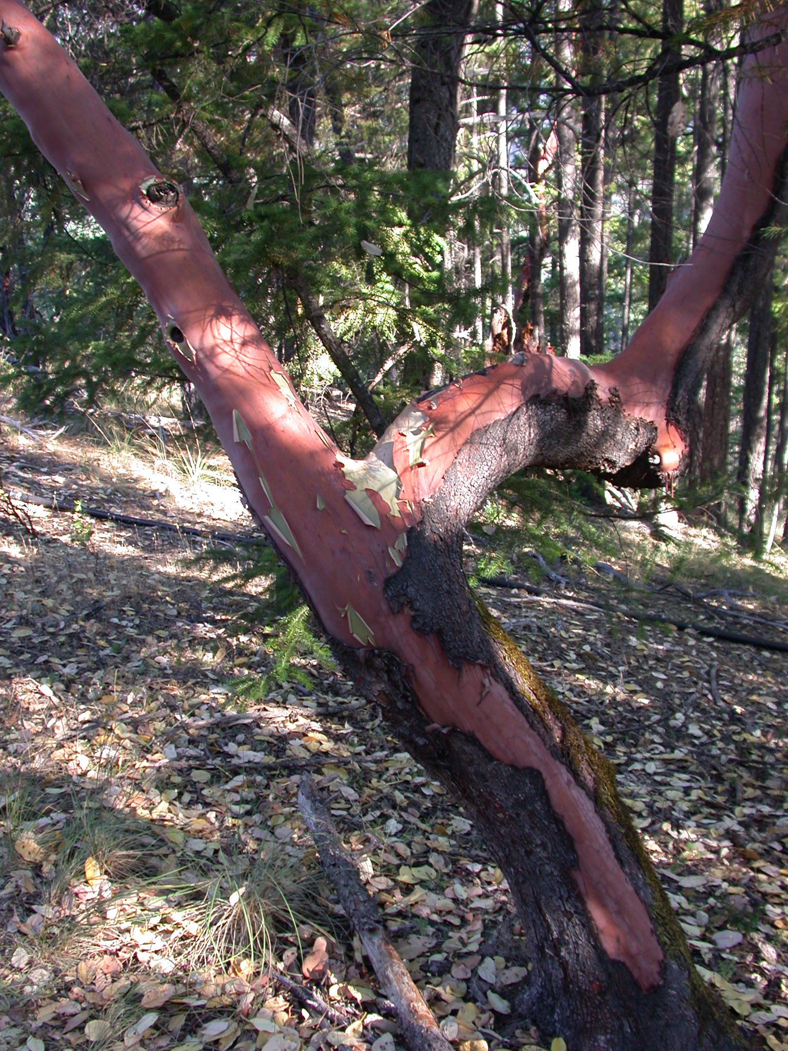 Sexy Madrone Crotch at Covelo