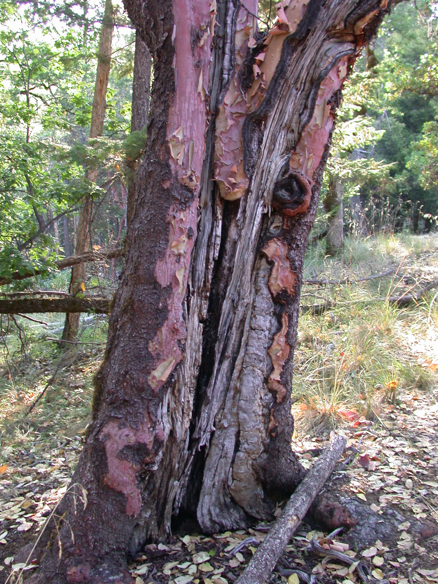 Hotty Knotty Madrone at Covelo