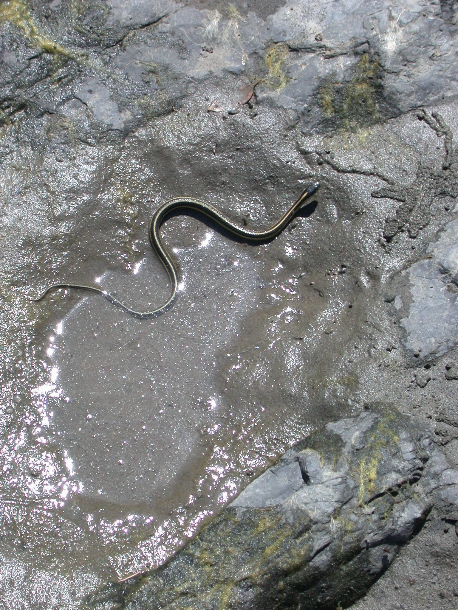 Slithery Snake on the Banks of the Eel River Near Covelo