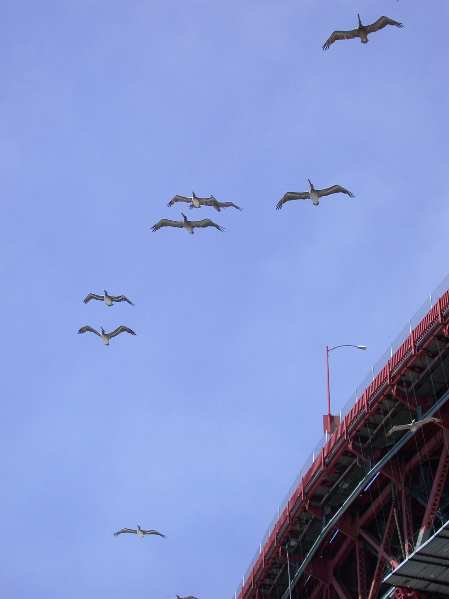 Flock of Pelicans by Golden Gate Bridge
