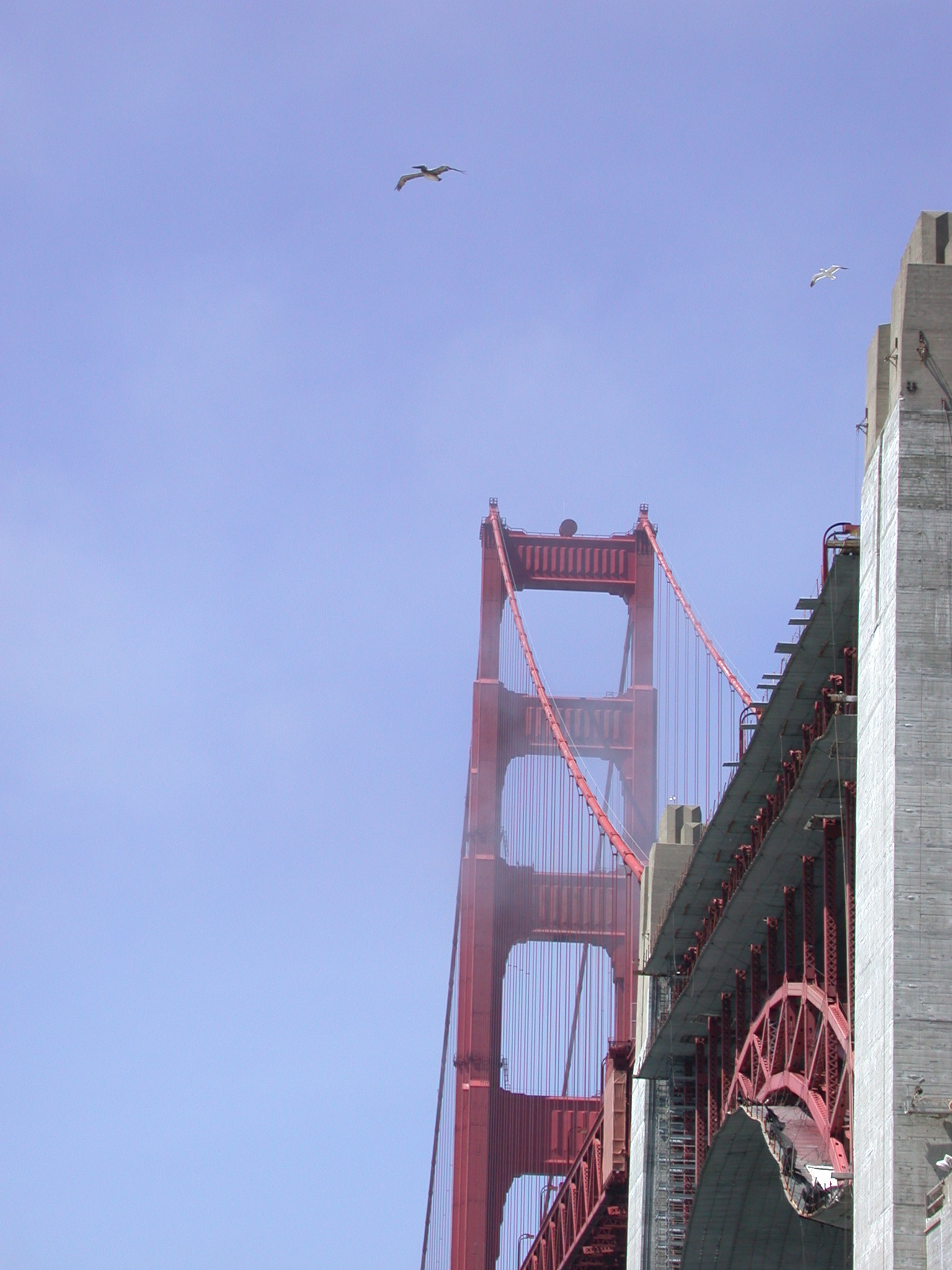 Pelicans by Golden Gate Bridge