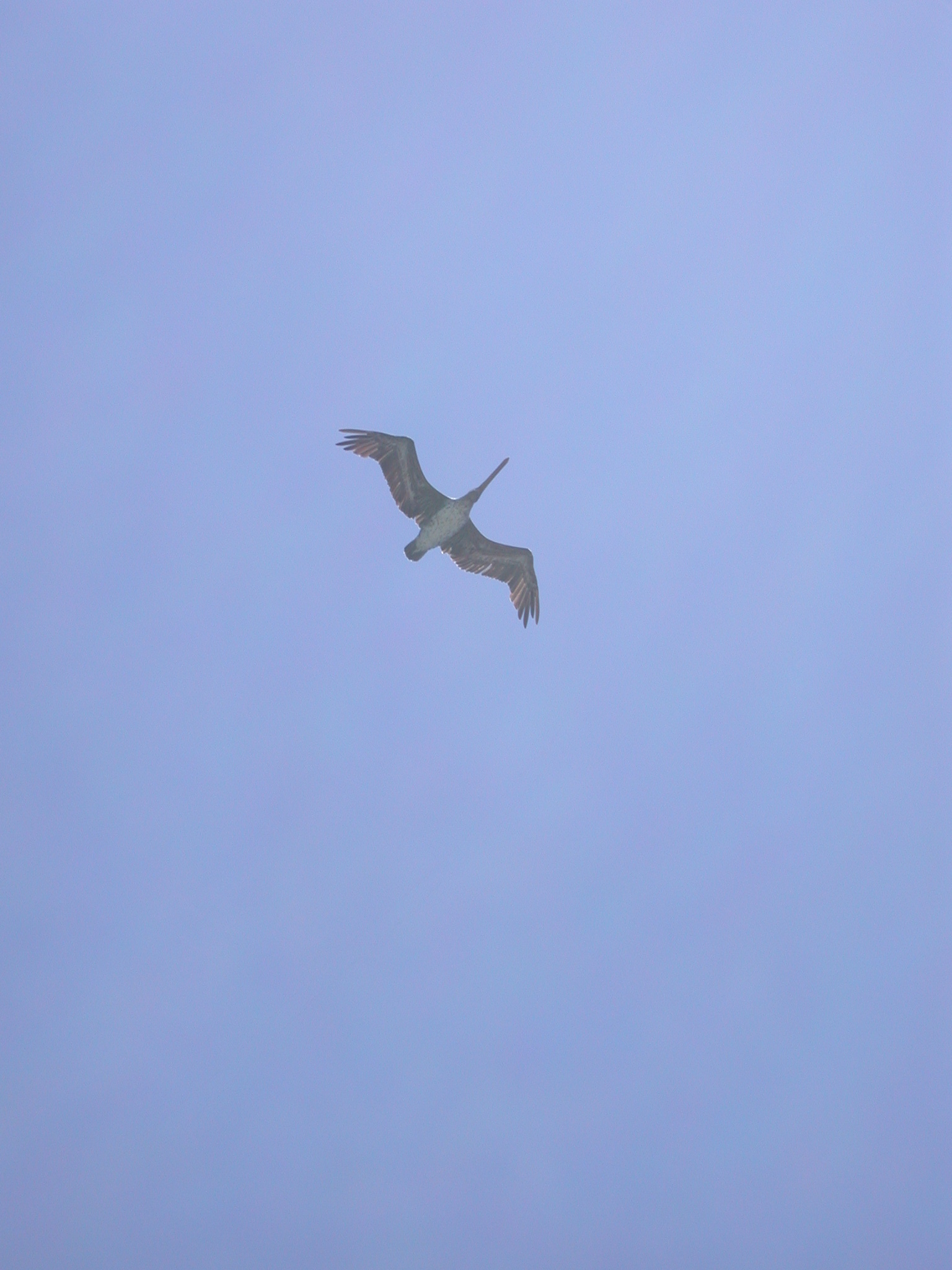 Pelican in the Sky