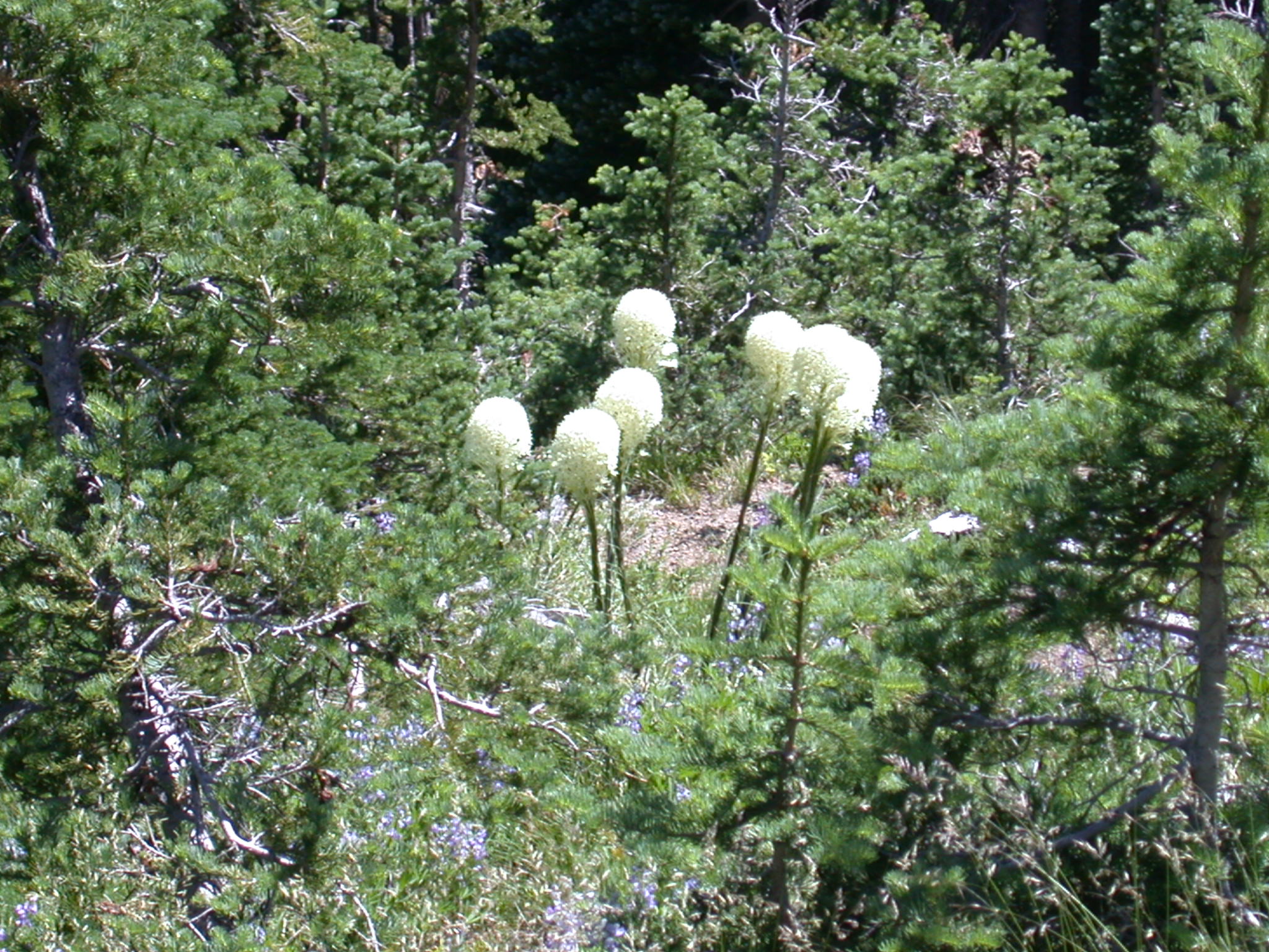 Bear Flowers on Lower Trail to Burroughs Peaks on Mount Rainier