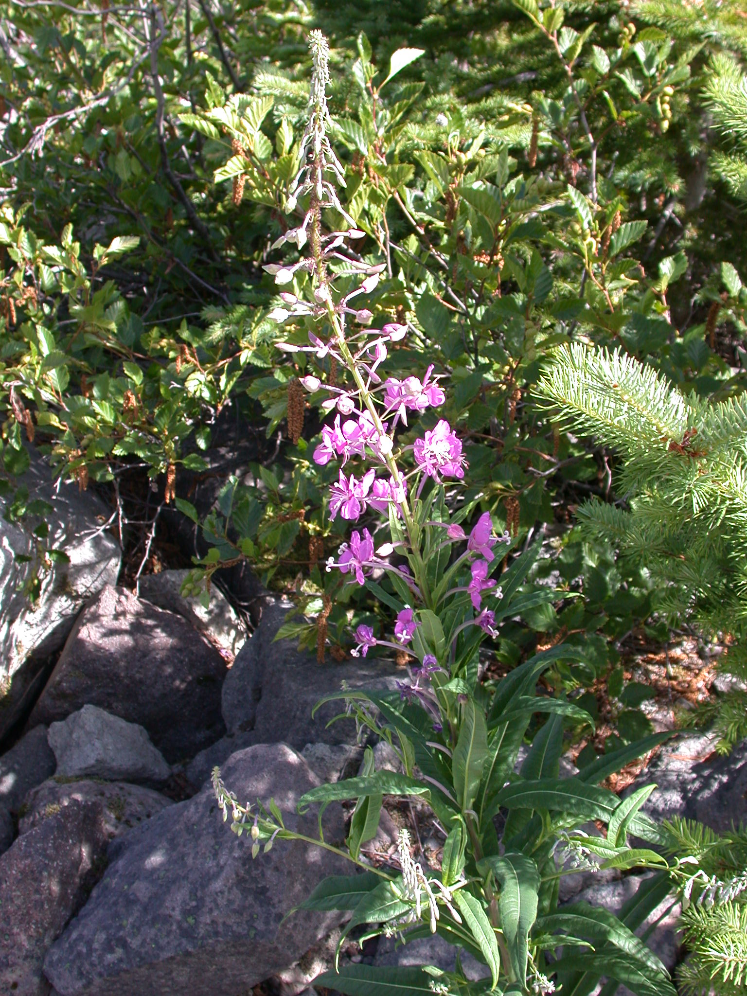 Fireweed in Glacial Valley of Mount Rainier