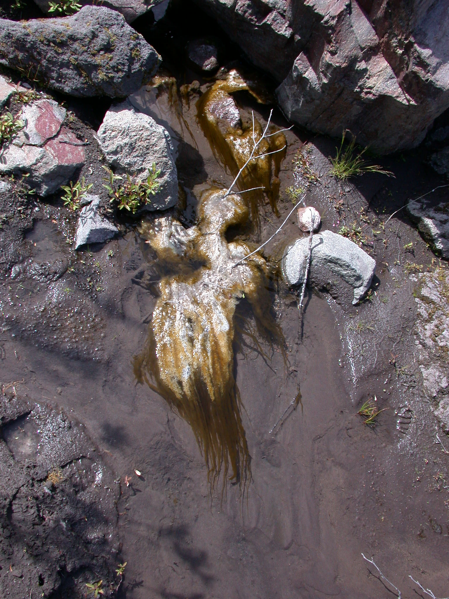 Slime in Creek of Glacial Valley on Mount Rainier