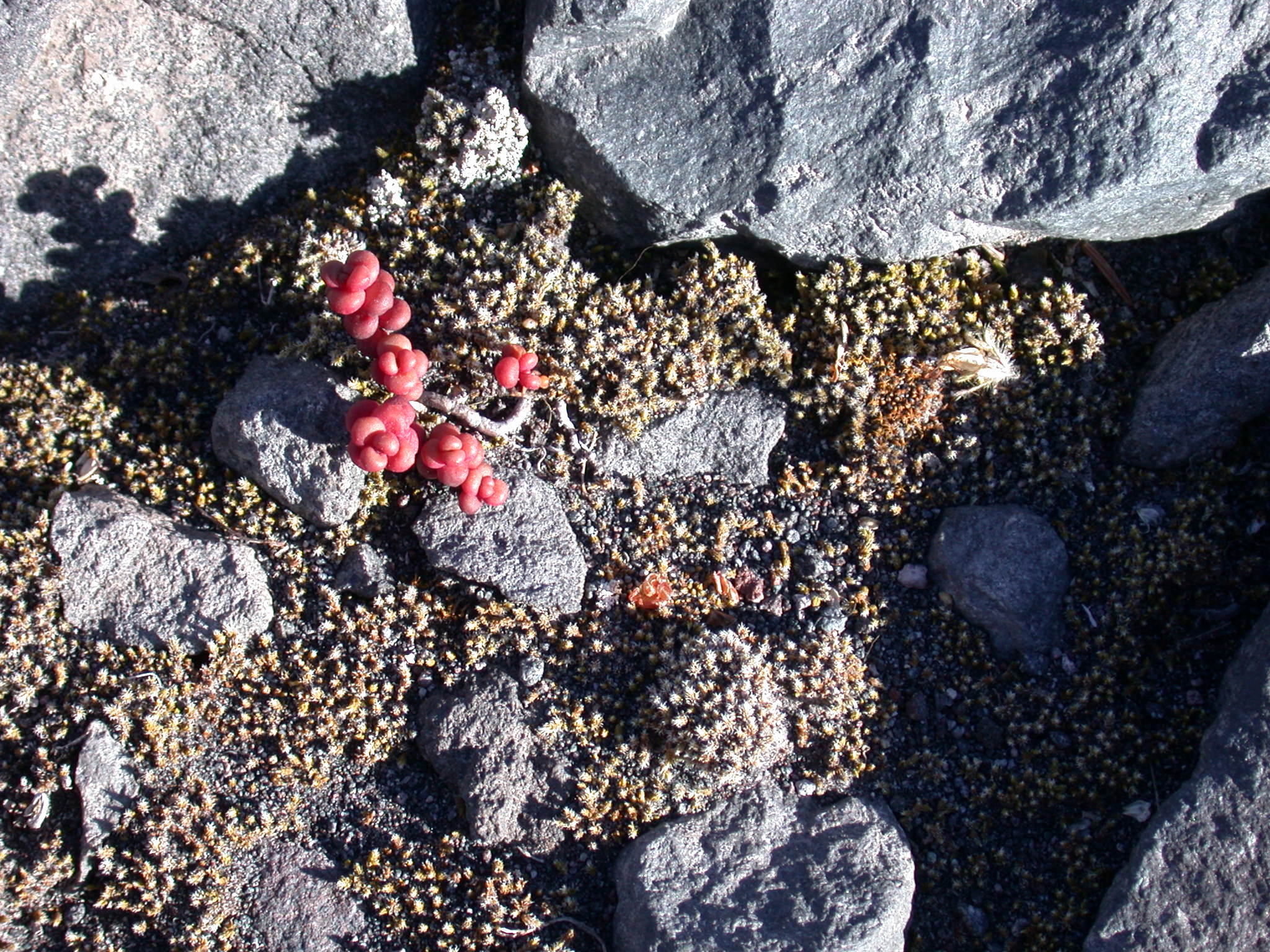 Red Succulent on Floor of Glacial Canyon of Mount Rainier