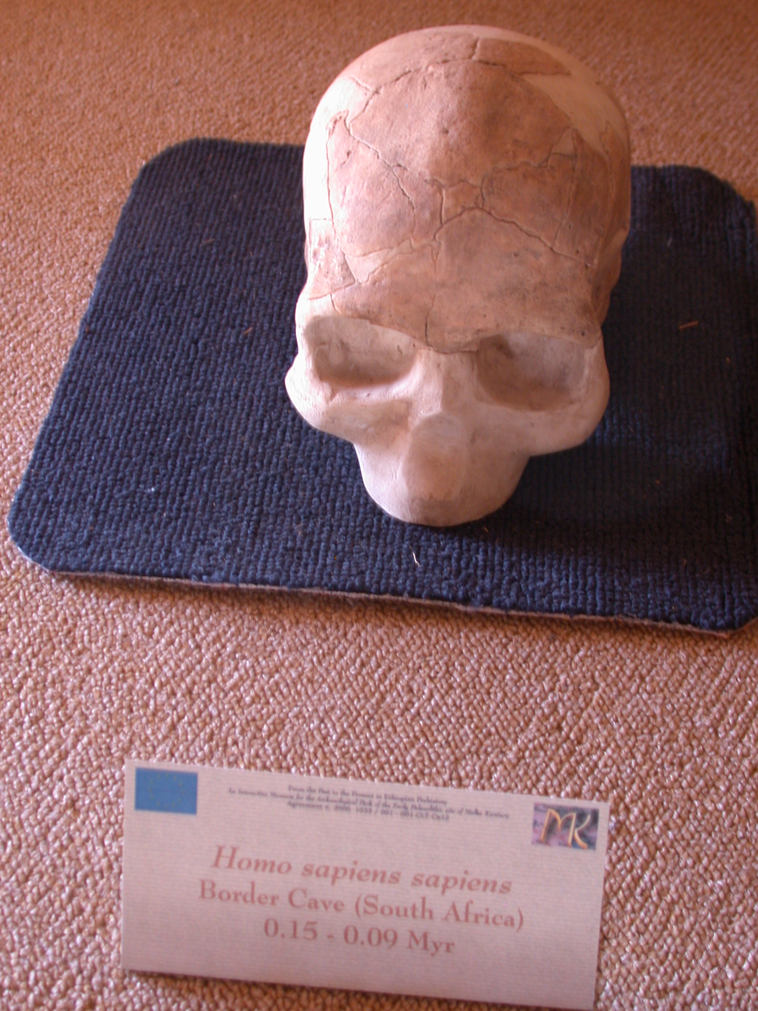 Homo Sapiens Sapiens Skull Replica, 15,000 - 9,000 Years Ago, From Border Cave, South Africa, Melka Kunture, Ethiopia