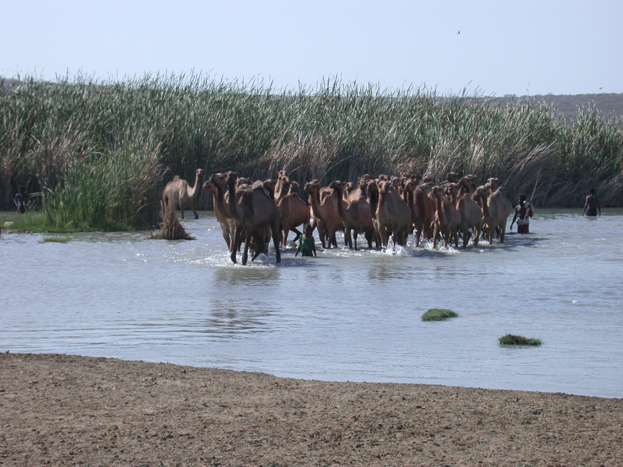 Camel Herd at Hot Springs Near Bilen Lodge, Afar, Awash, Ethiopia