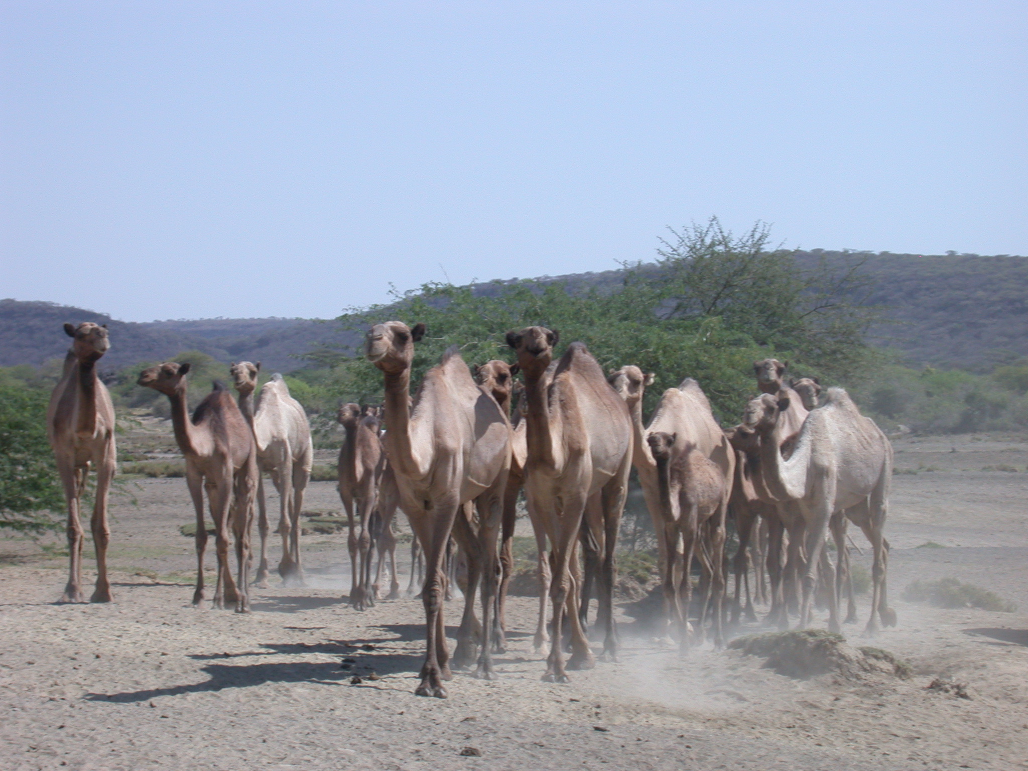 Camel Herd at Hot Springs Near Bilen Lodge, Afar, Awash, Ethiopia