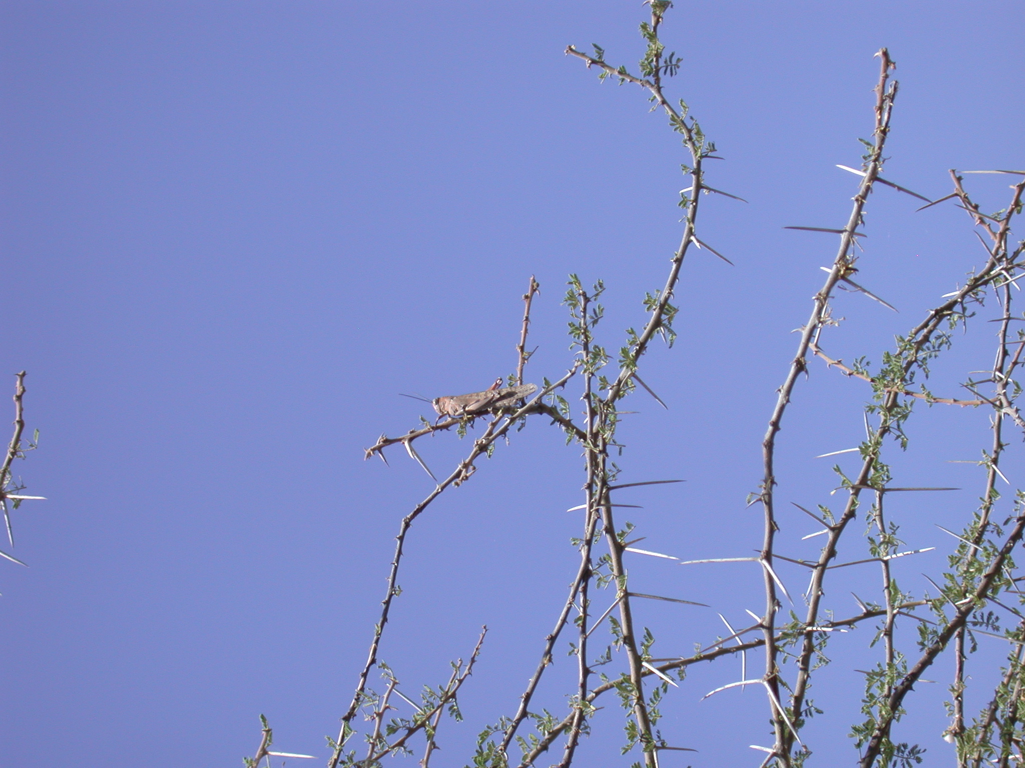 Locusts Near Bilen Lodge, Afar, Awash, Ethiopia