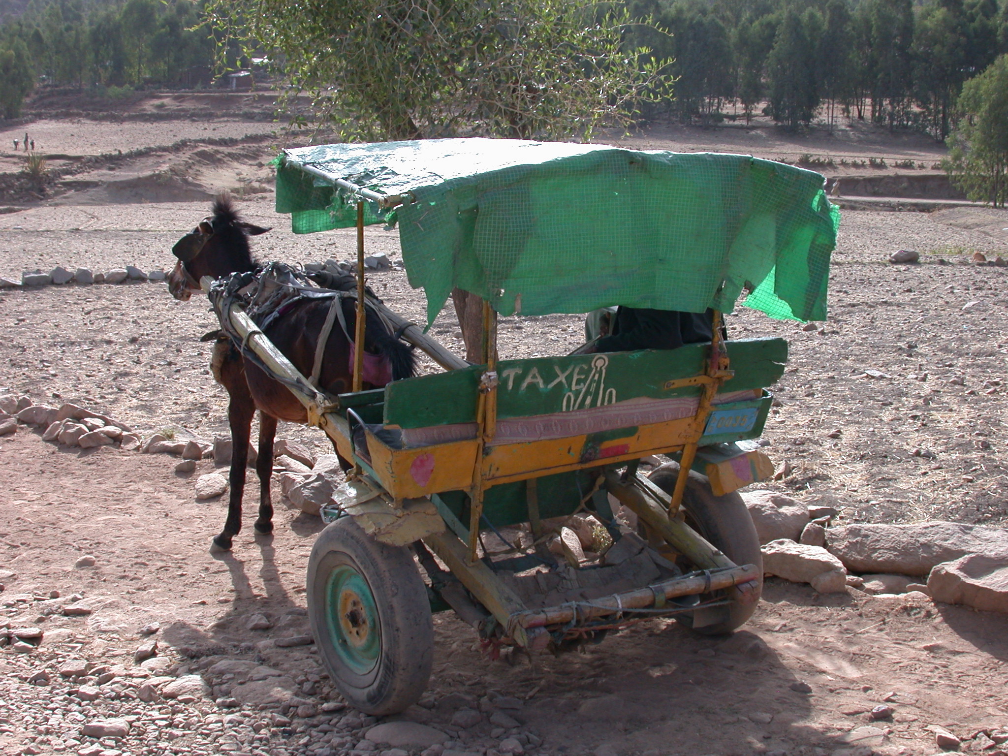 Horse Taxi in Axum, Tigrai, Ethiopia