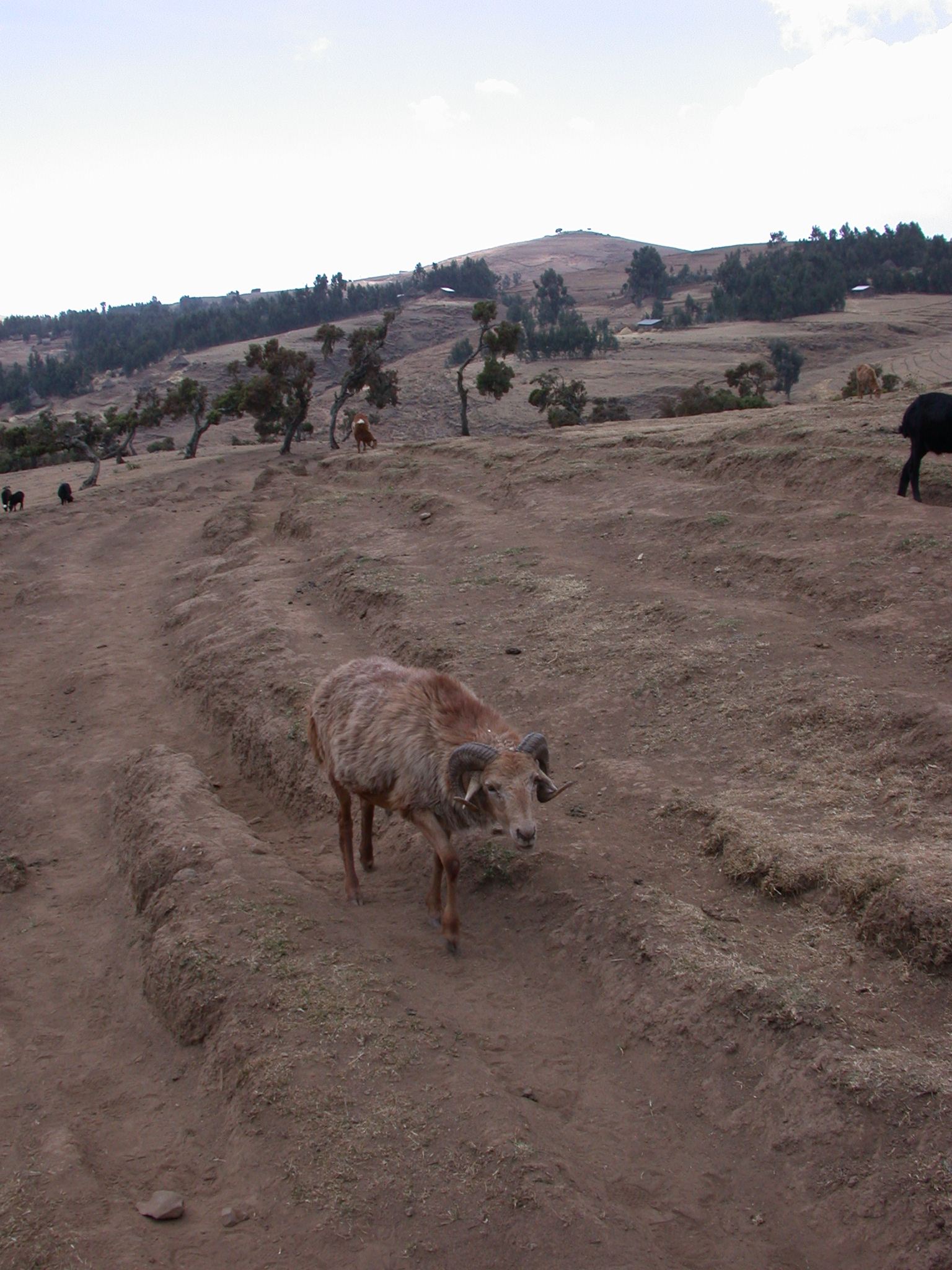Ram on Trek from Debark to Sankaber, Simien Mountains, Ethiopia