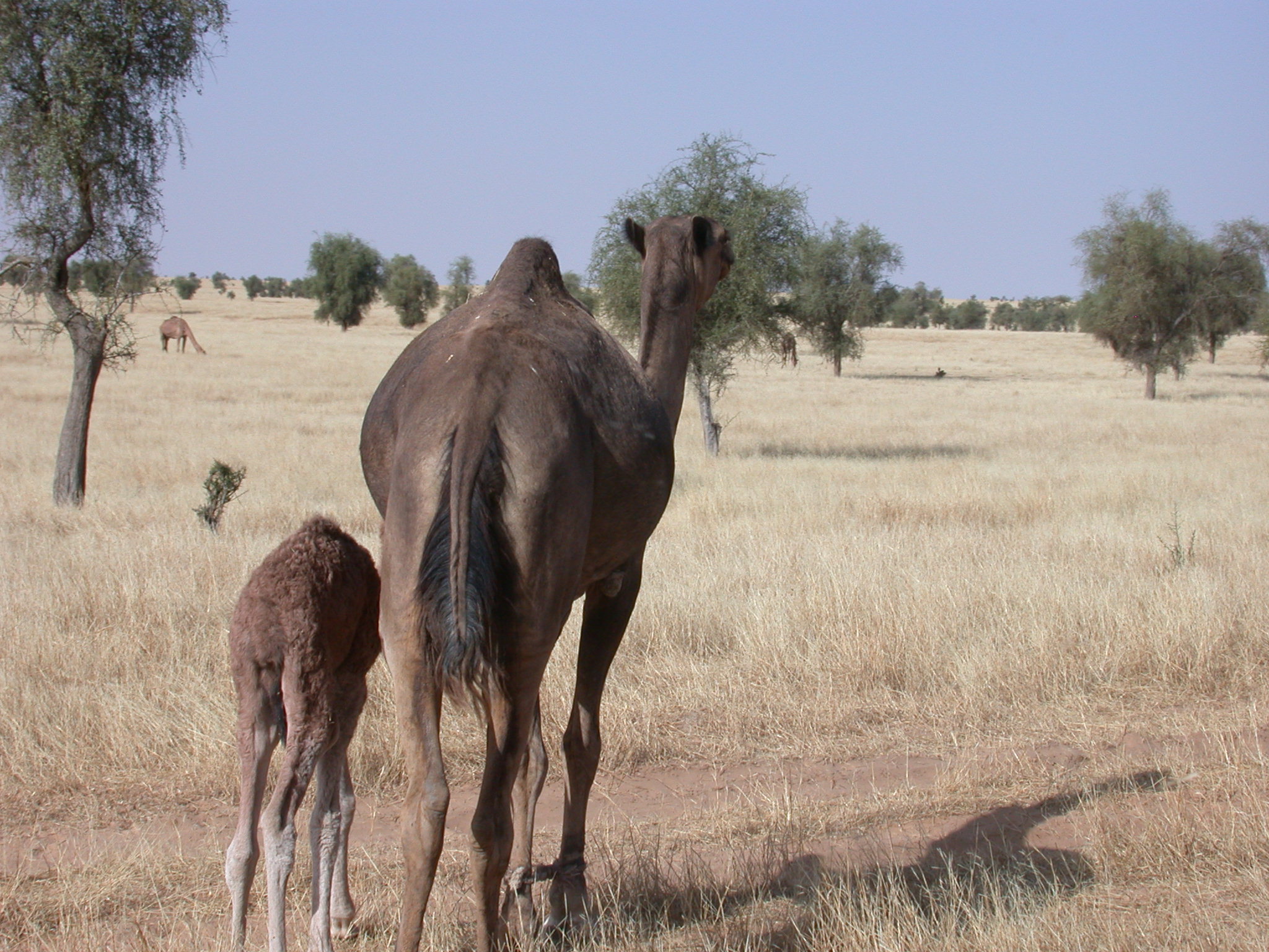 Mother and Baby Camel on Route from Koumbi Salah to Timbedra, Mauritania
