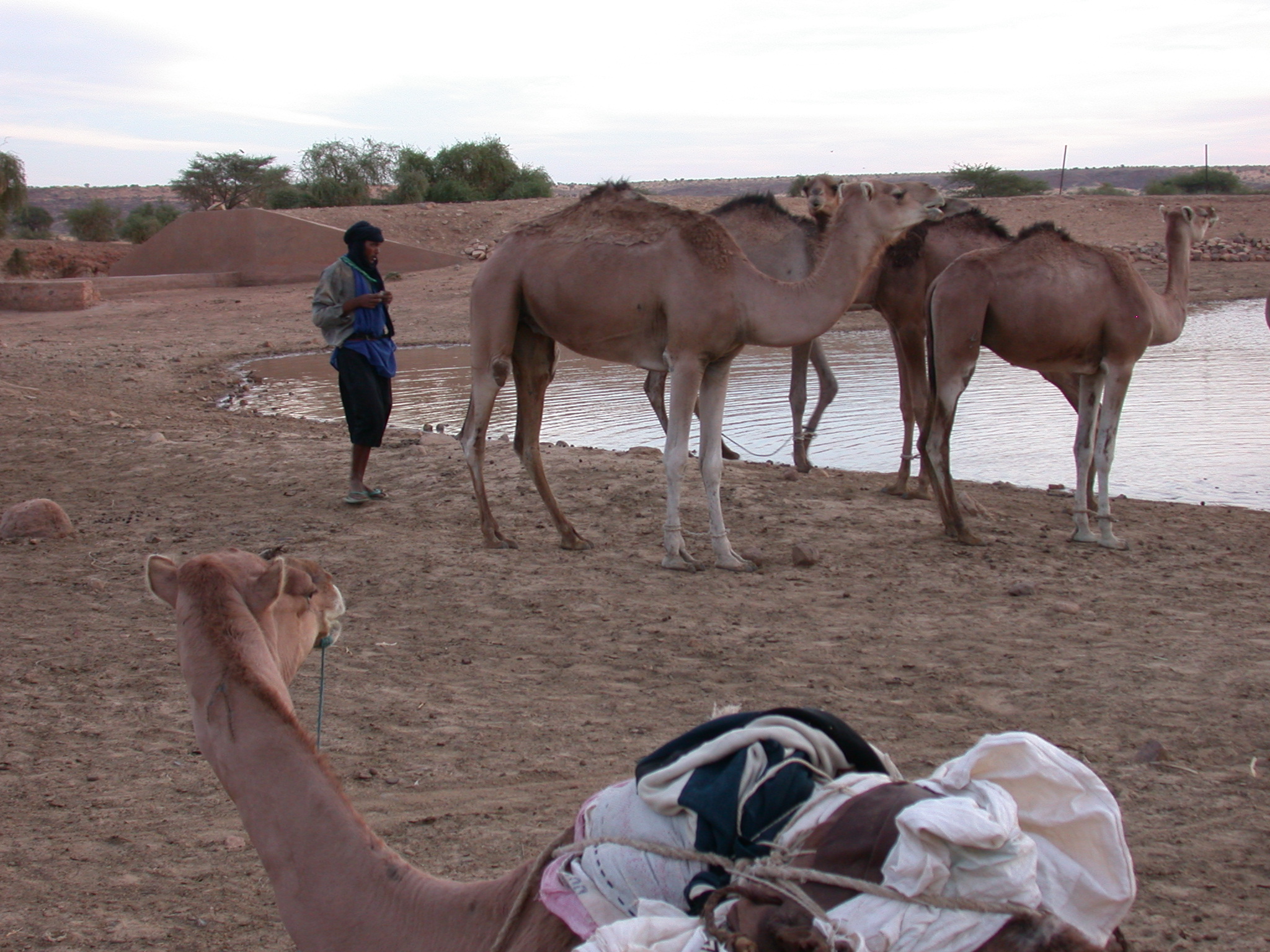 Camels and Tender at Reservoir, Oualata, Mauritania
