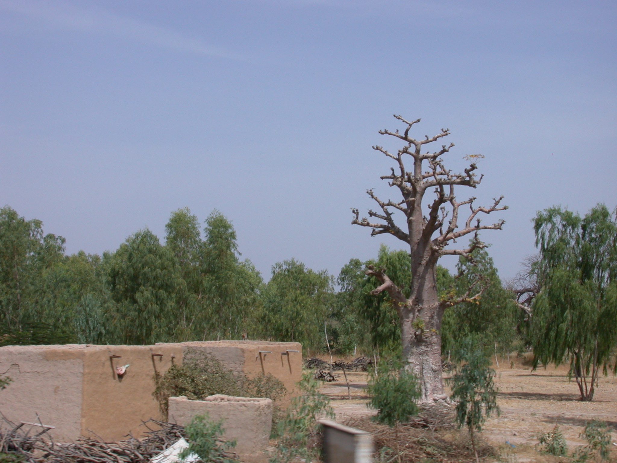 Baobab Tree in Landscape on Road From Nioro to Massina, Mali
