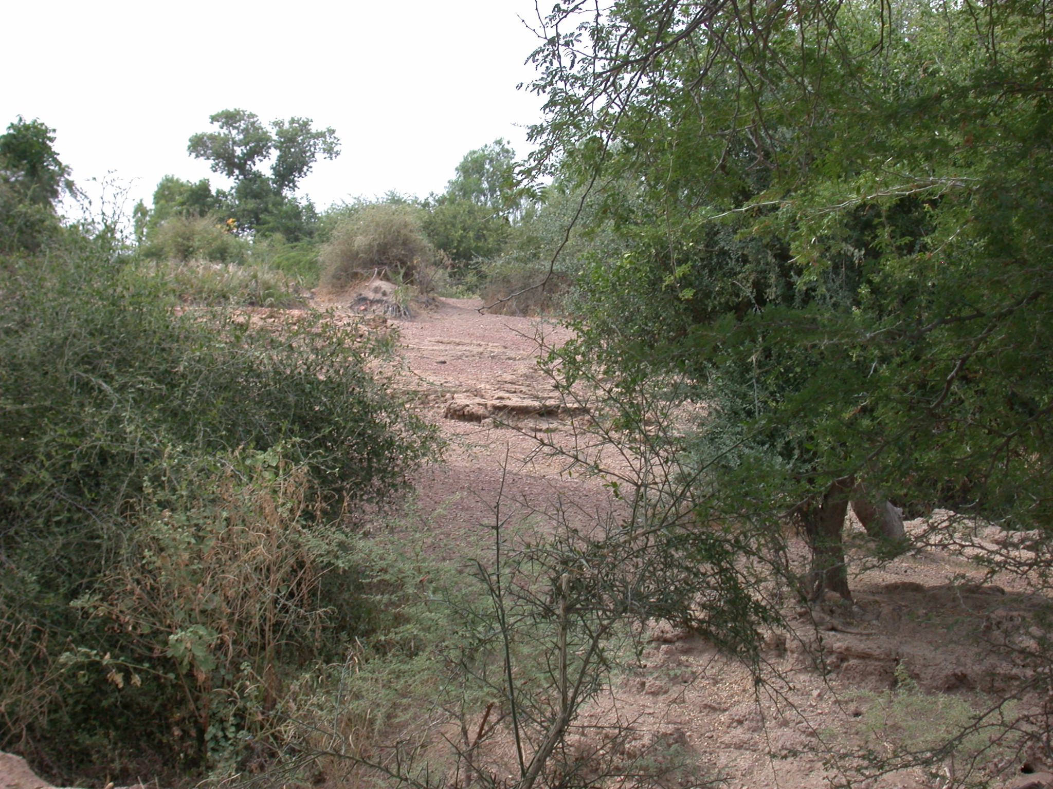 Ruins of Ancient City of Jenne-Jeno, Mali