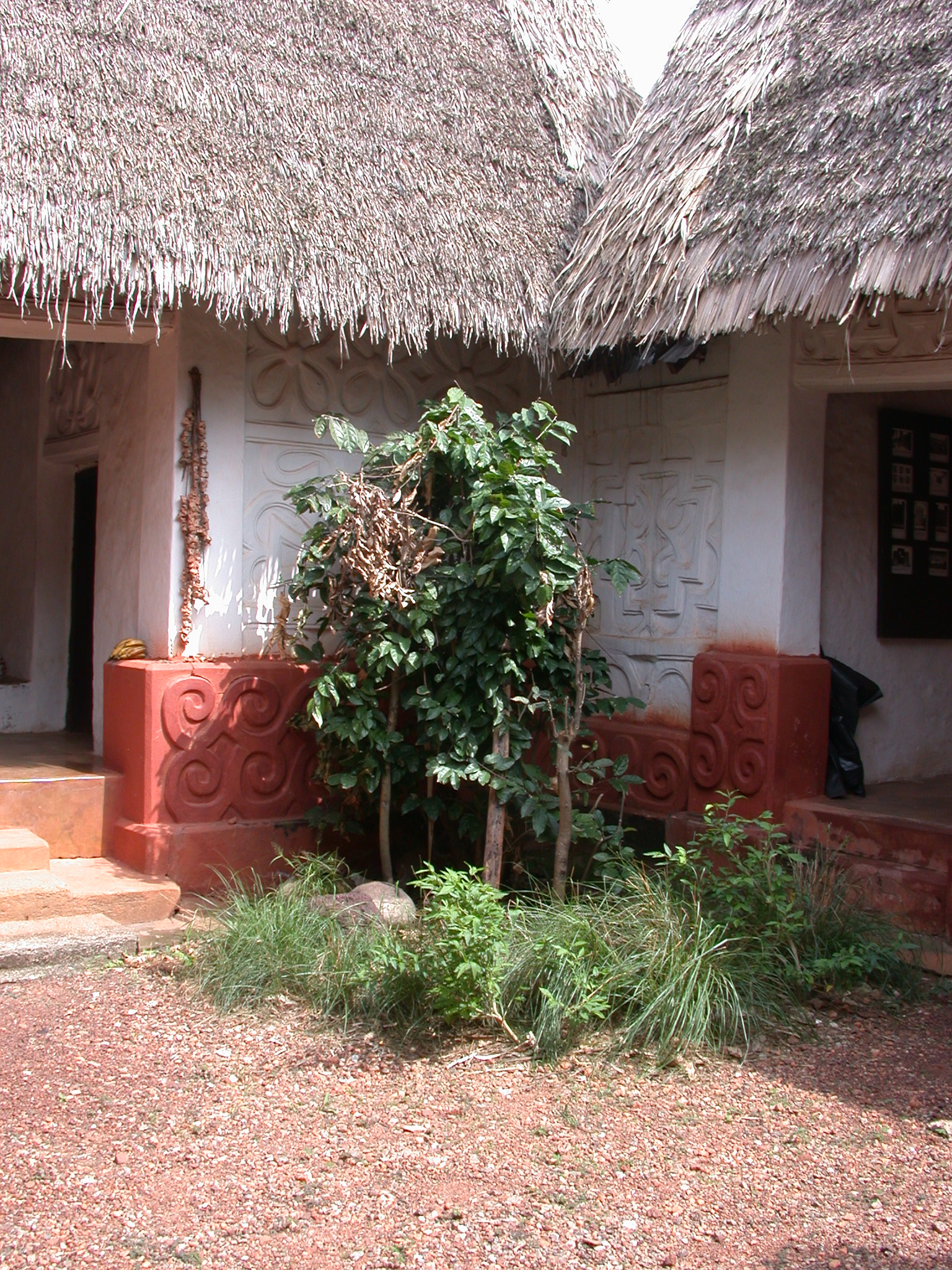 Tree Grove in Courtyard, Asante Traditional Shrine at Ejisu-Besease, Ghana