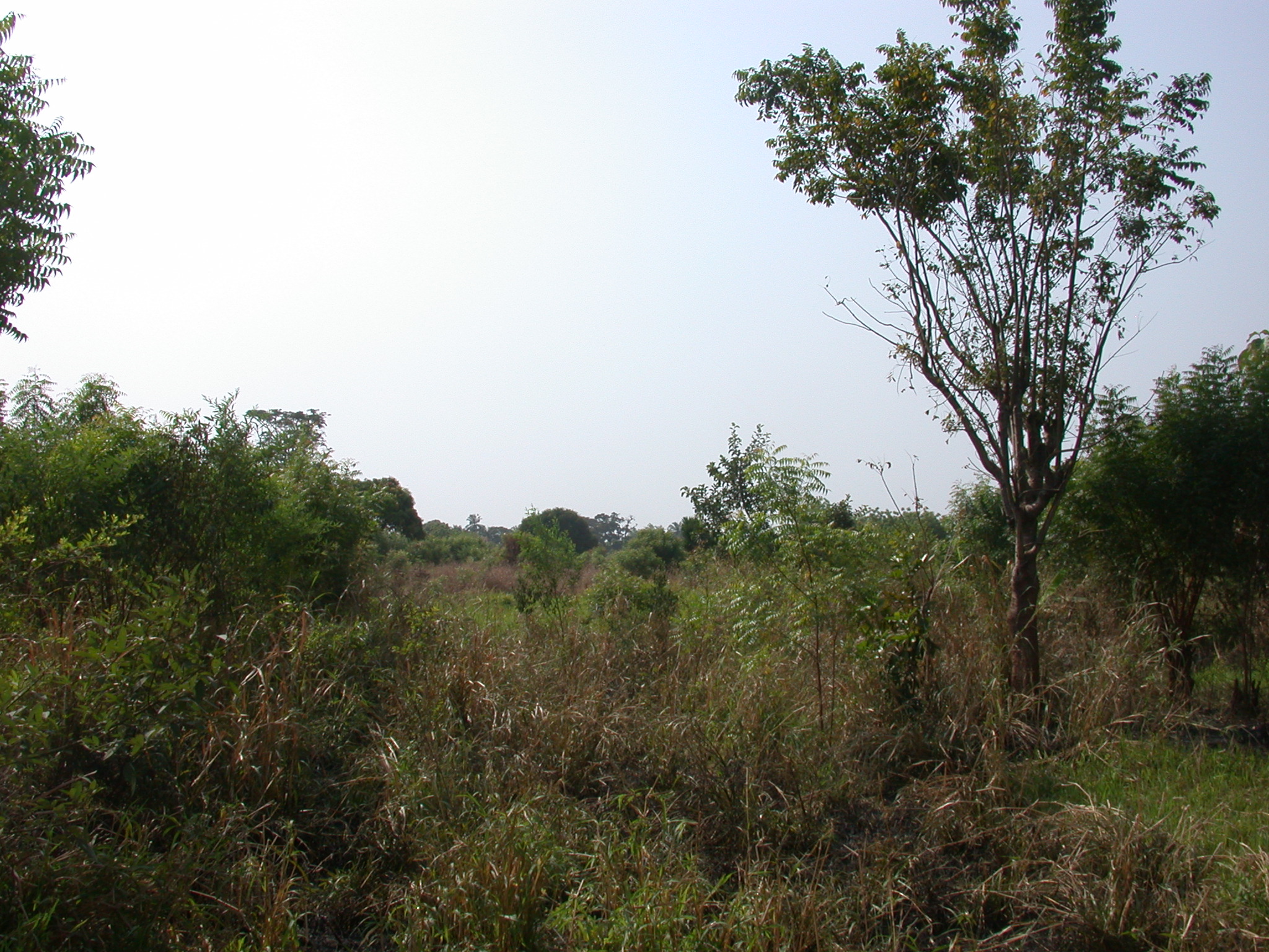 Countryside Behind Palace of King Houegbadja, Abomey, Benin