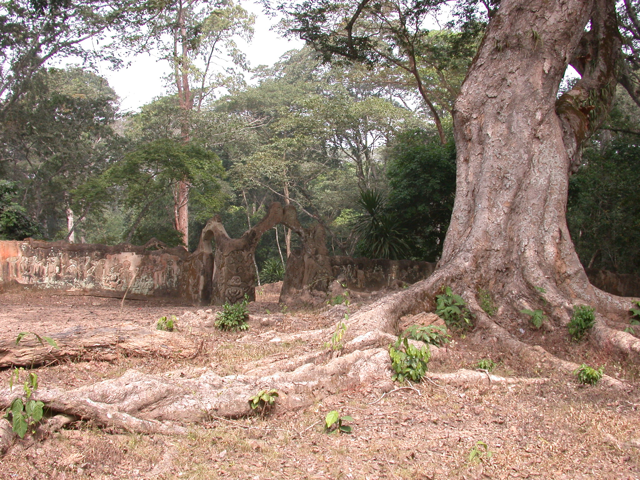 Gnarly Tree by Sculpted Wall, Osun Sacred Grove, Oshogbo, Nigeria