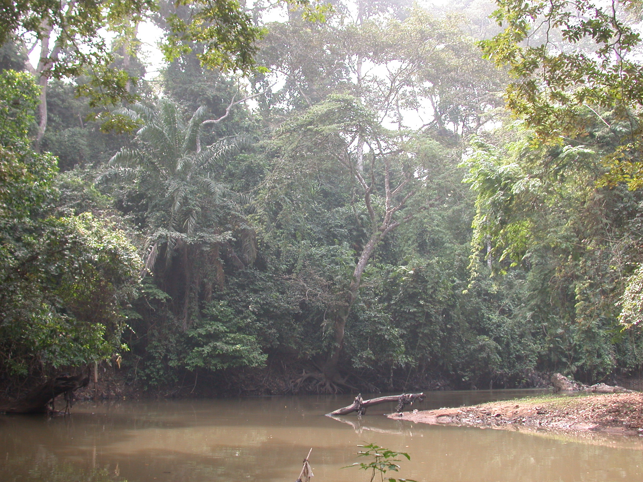 Lush Vegetation by Osun River, Osun Sacred Grove, Oshogbo, Nigeria