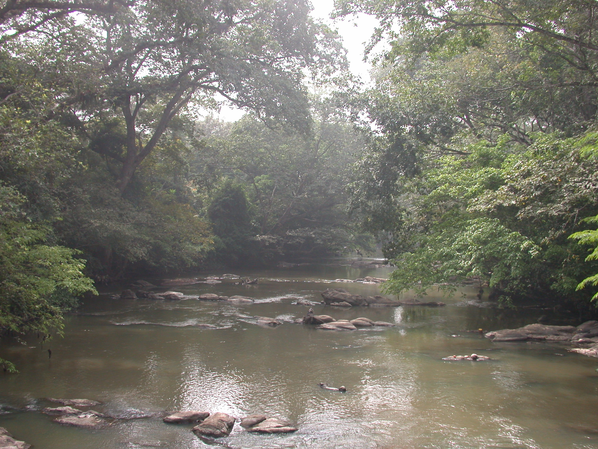 Lush Vegetation by Osun River, Osun Sacred Grove, Oshogbo, Nigeria