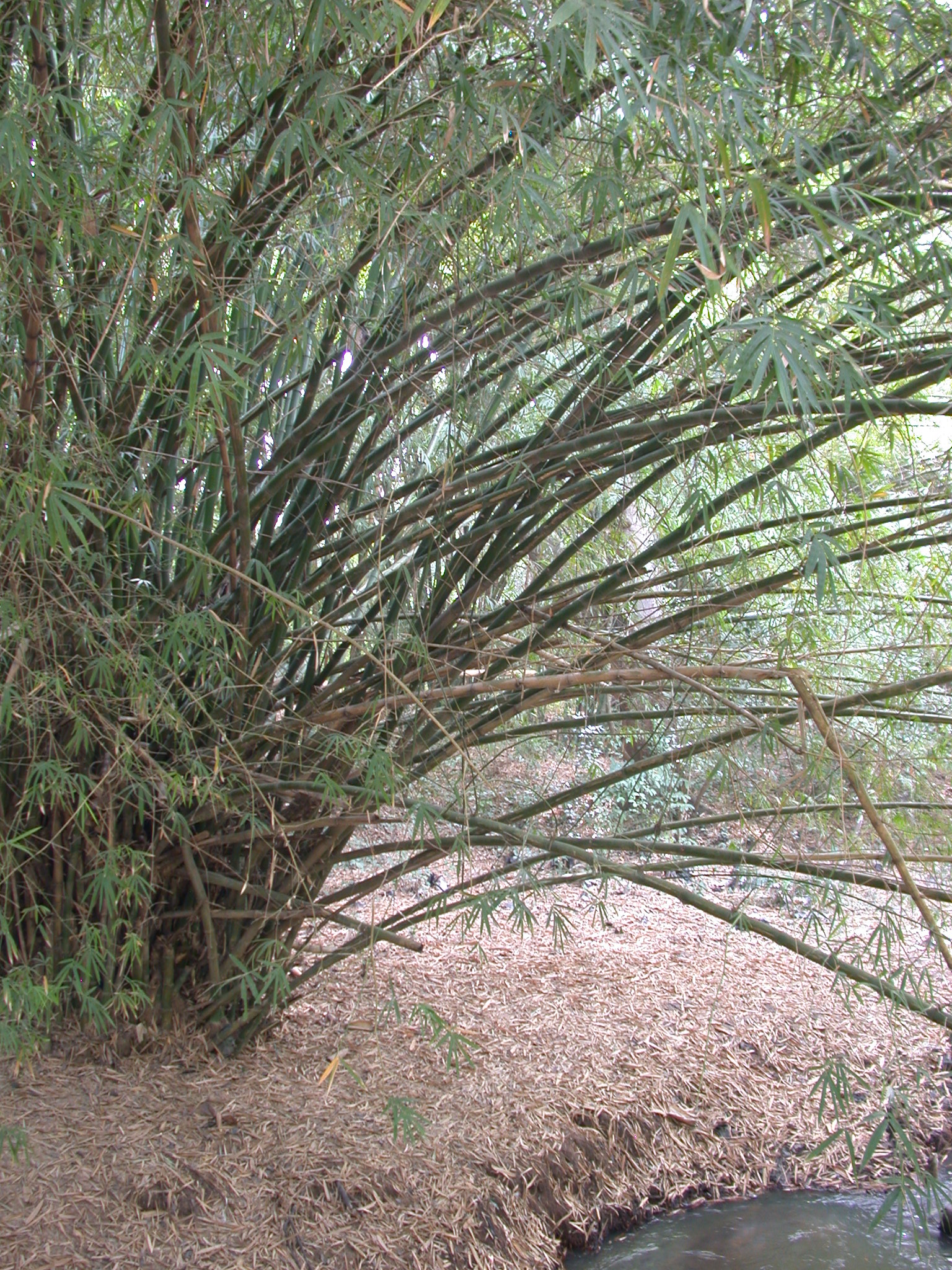 Bamboo by Osun River, Osun Sacred Grove, Oshogbo, Nigeria