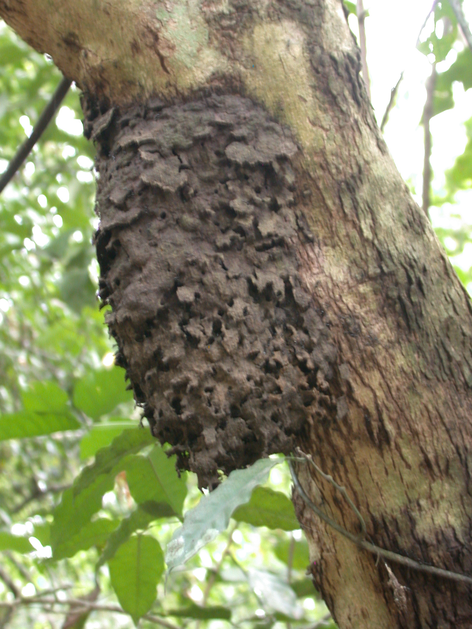Tree Lichen or Nest, Osun Sacred Grove, Oshogbo, Nigeria