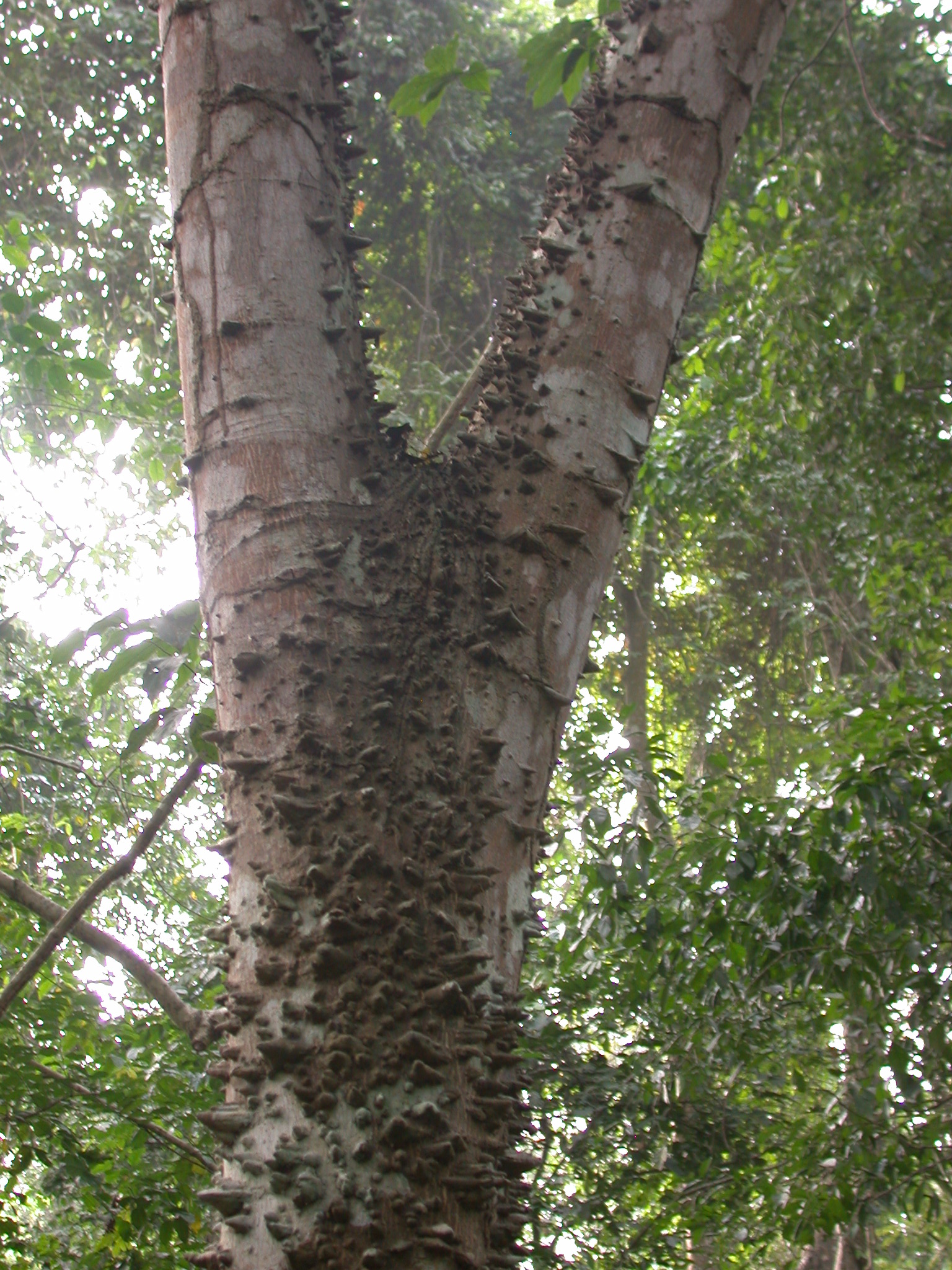 Probably Fungus on Tree, Osun Sacred Grove, Oshogbo, Nigeria