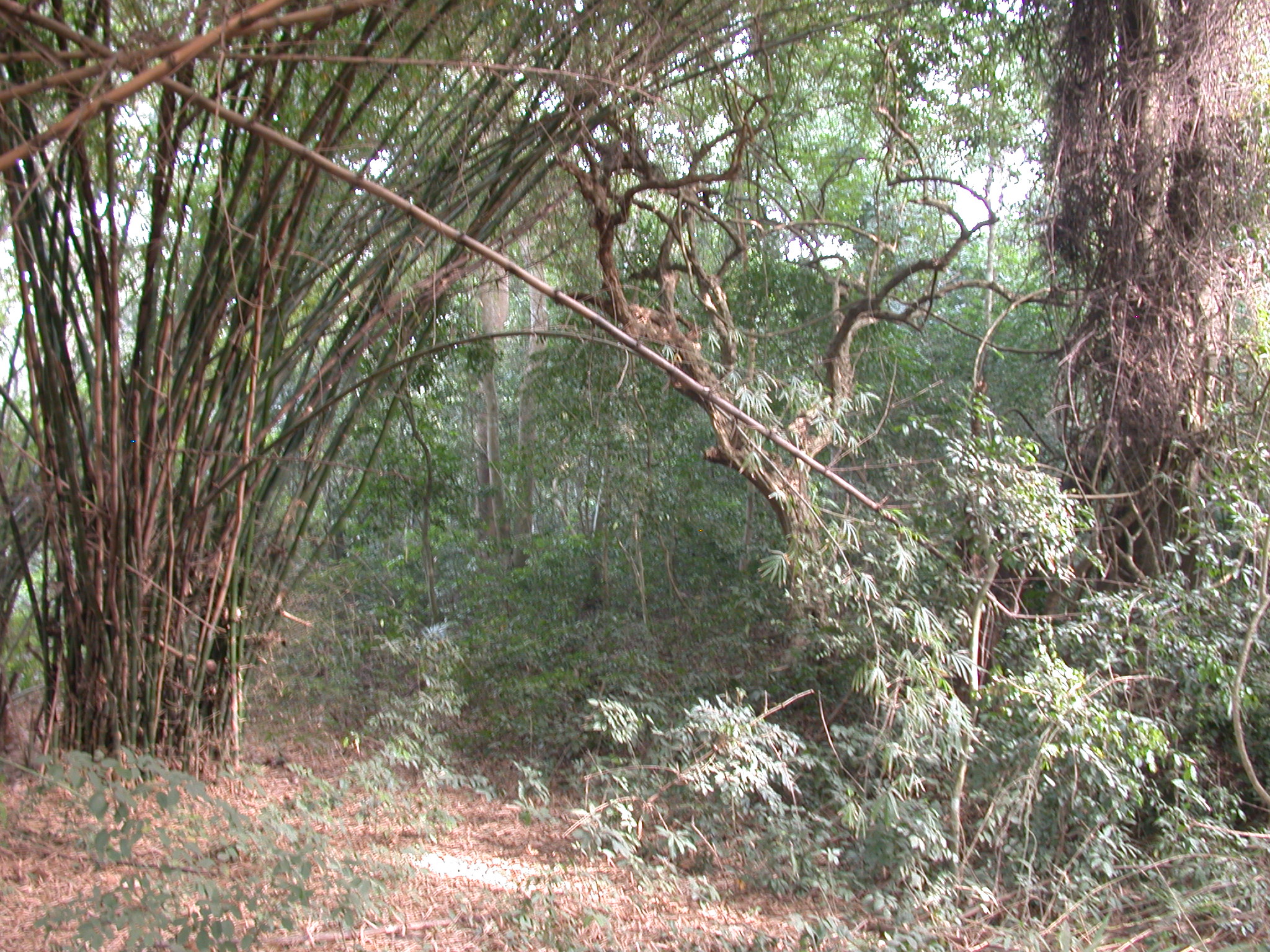 Bamboo Grove, Osun Sacred Grove, Oshogbo, Nigeria
