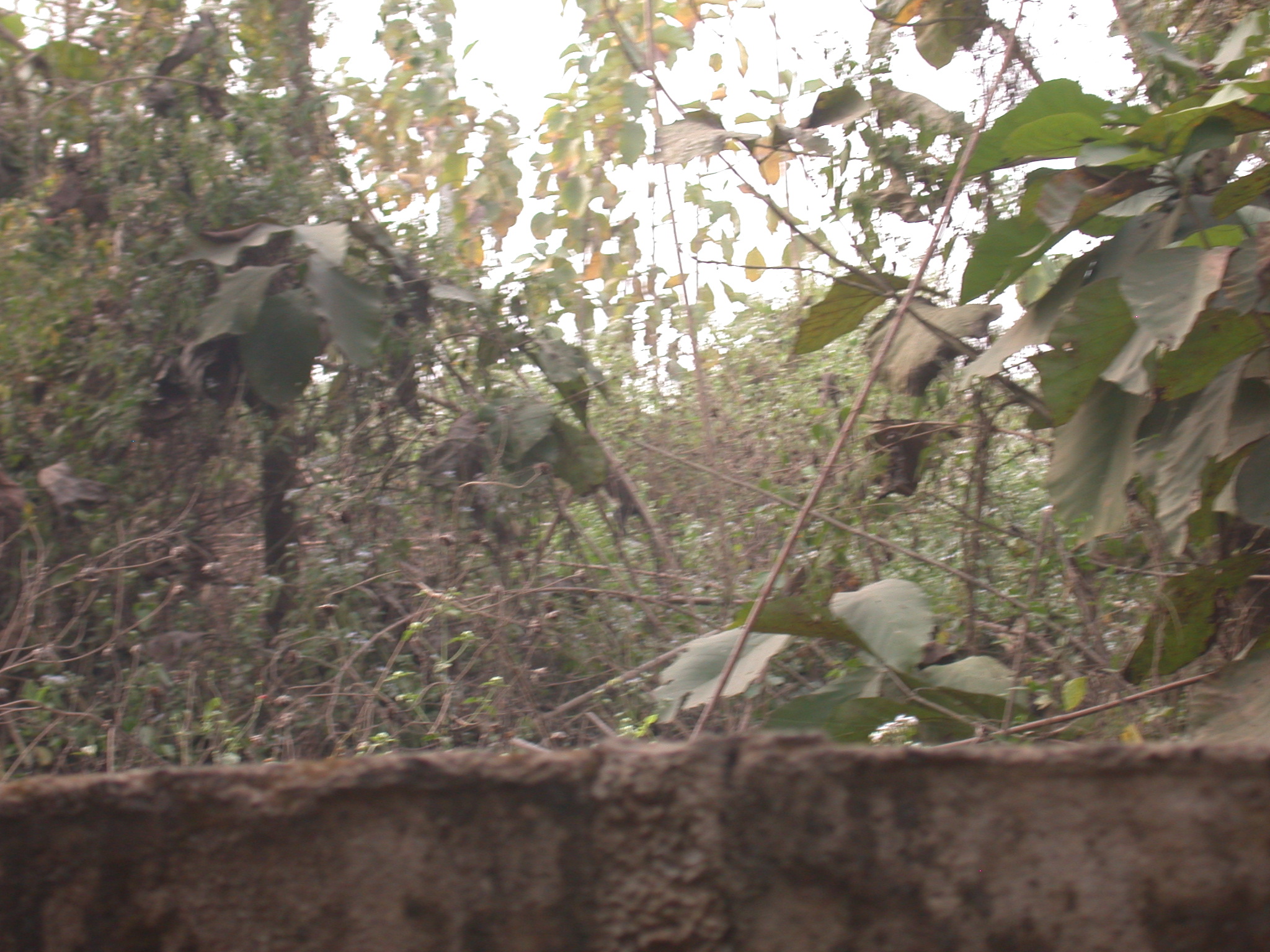 Monkeys Hiding in Vegetation by Access Road, Osun Sacred Grove, Oshogbo, Nigeria