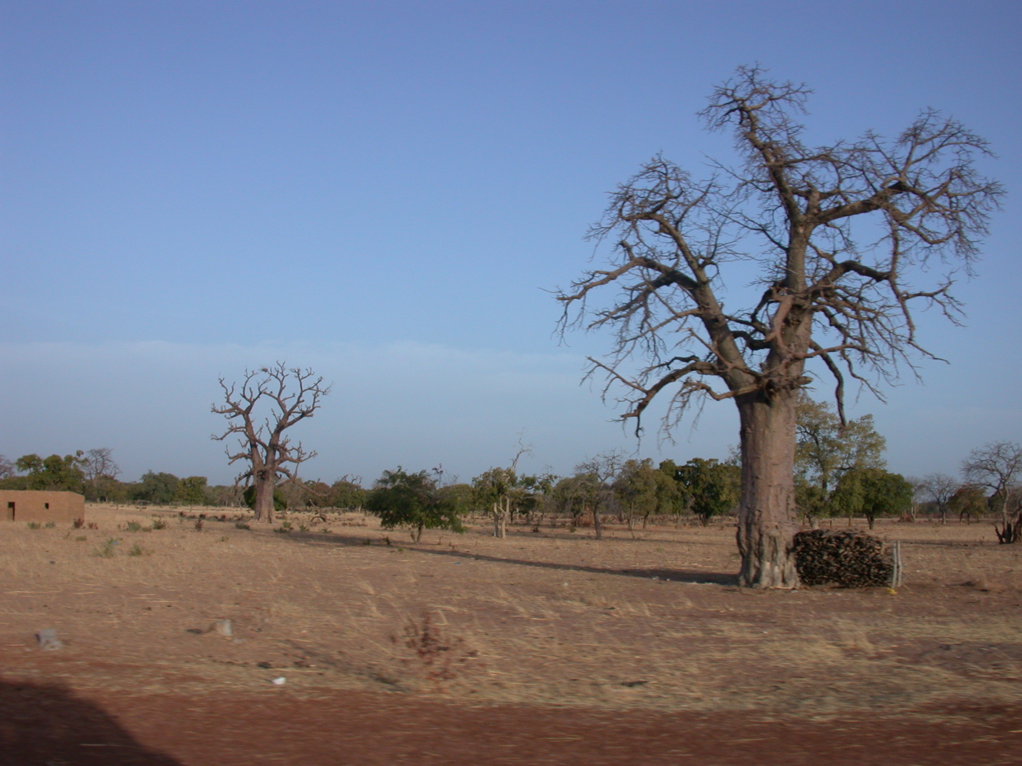 Baobab Trees on Route From Timbuktu to Bamako, Mali
