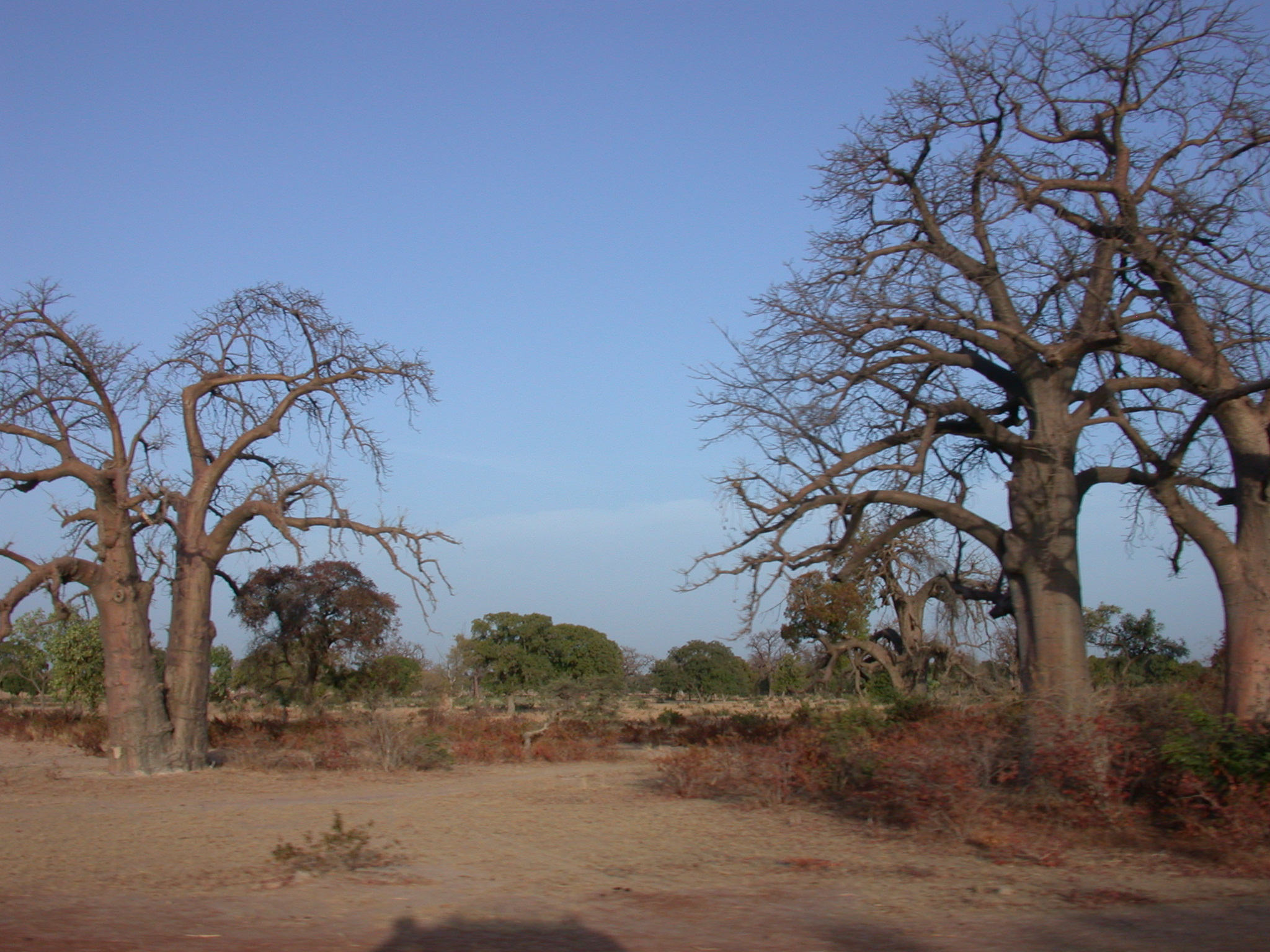 Baobab Trees on Route From Timbuktu to Bamako, Mali