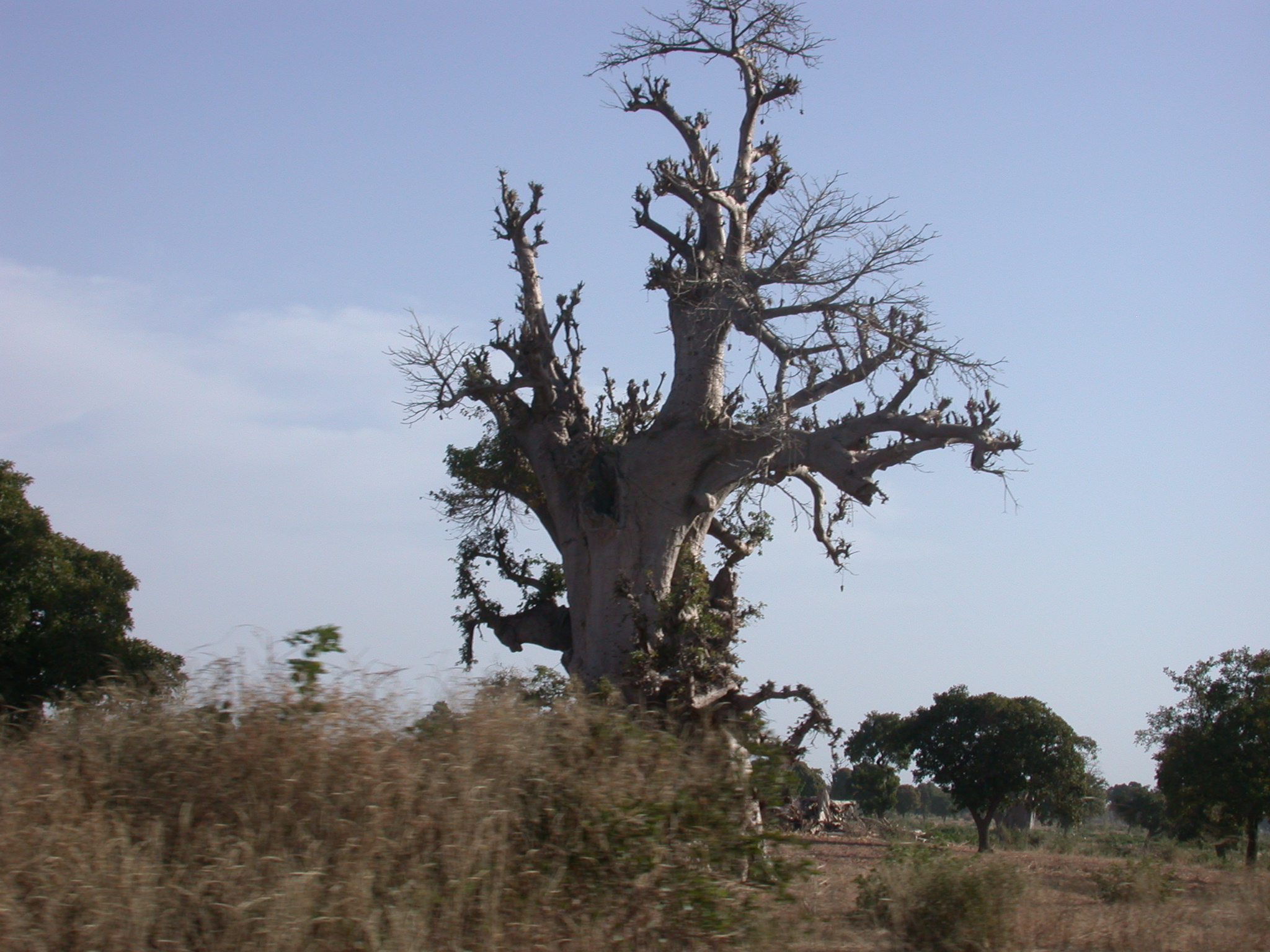 Baobab Tree on Route From Timbuktu to Bamako, Mali