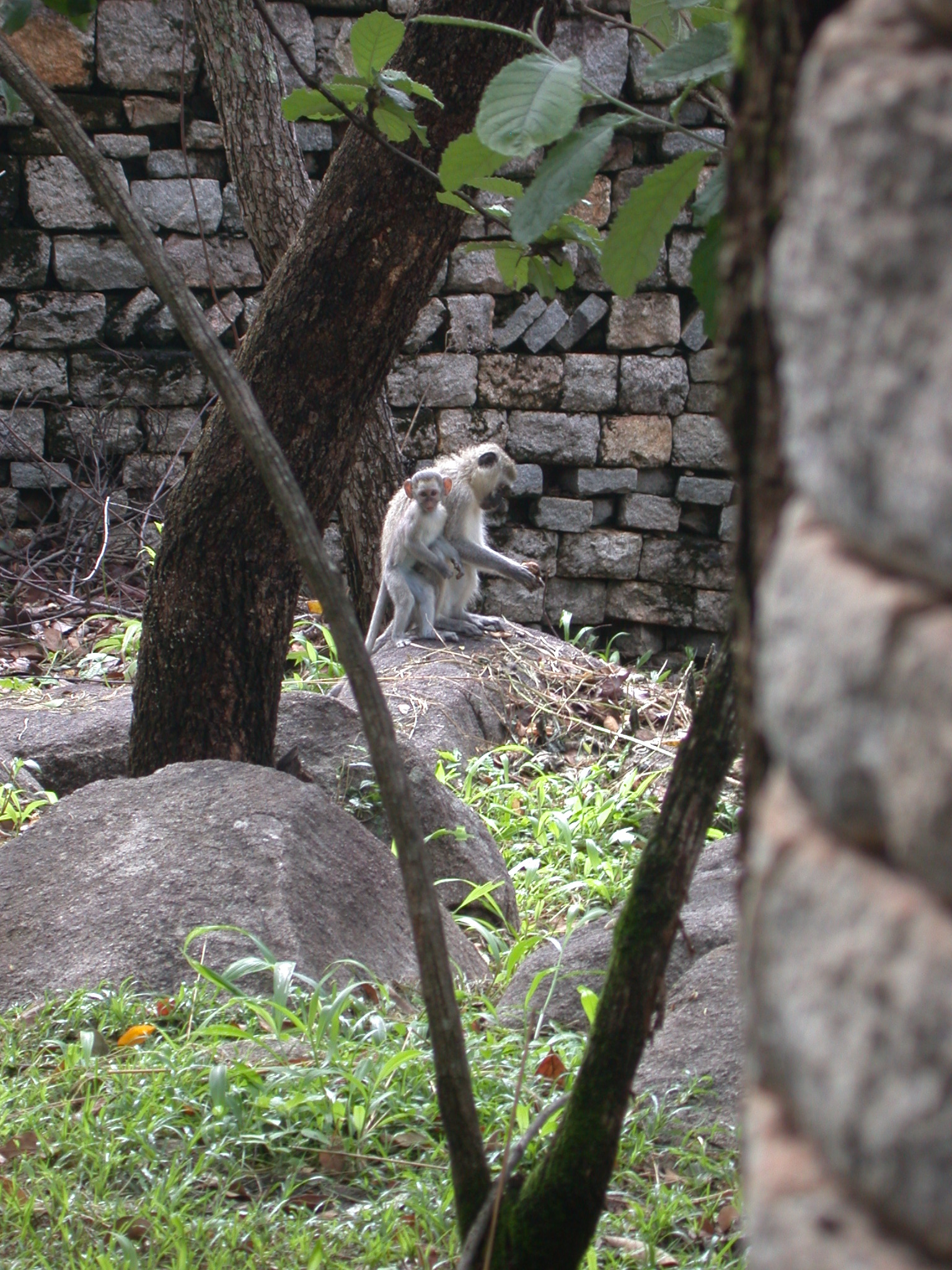 Monkey and Baby in Garden Outside My Suite at the Ancient City Lodge, Great Zimbabwe, Outside Masvingo, Zimbabwe