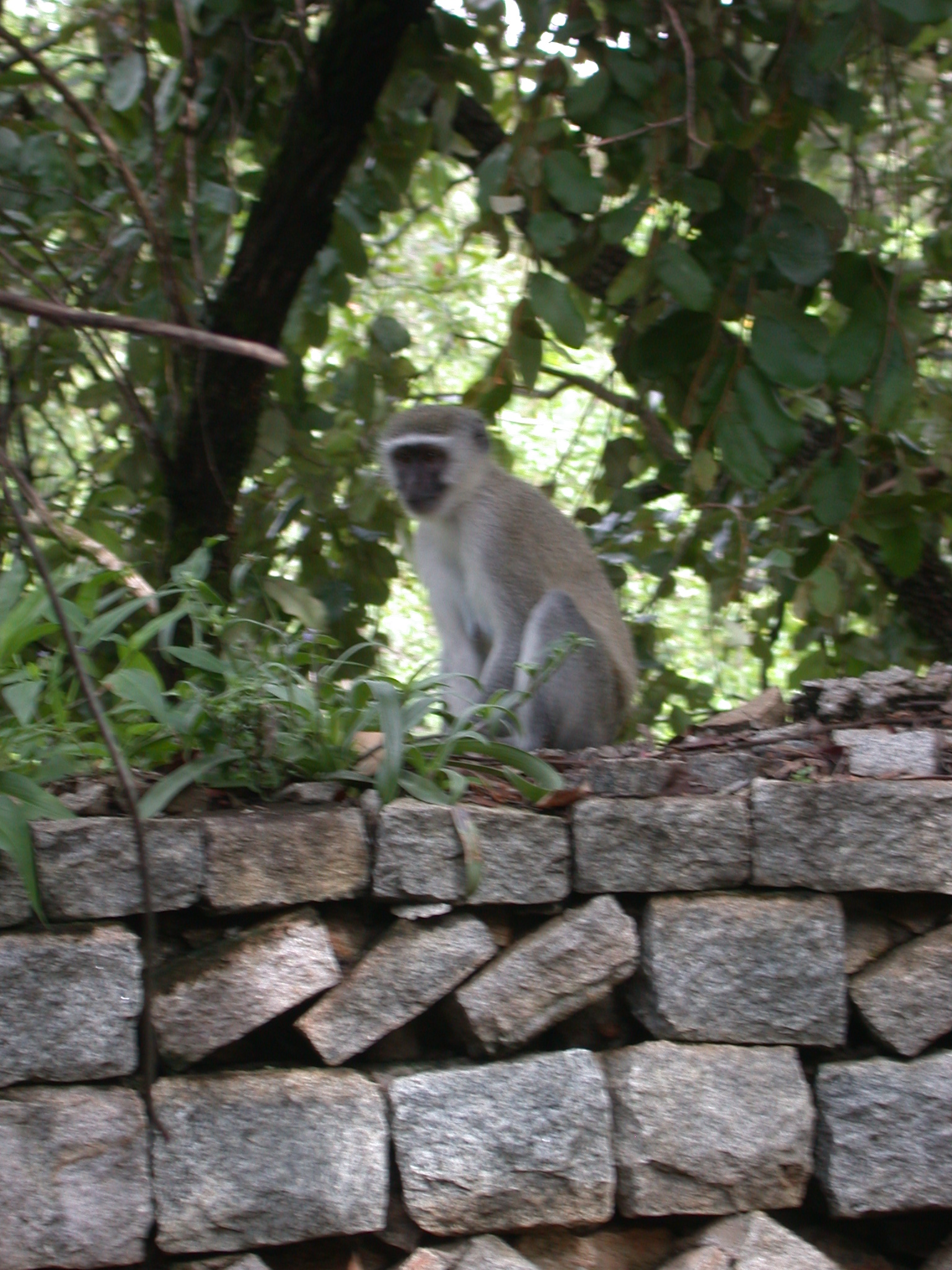 Monkey on Garden Wall Outside My Suite at the Ancient City Lodge, Great Zimbabwe, Outside Masvingo, Zimbabwe