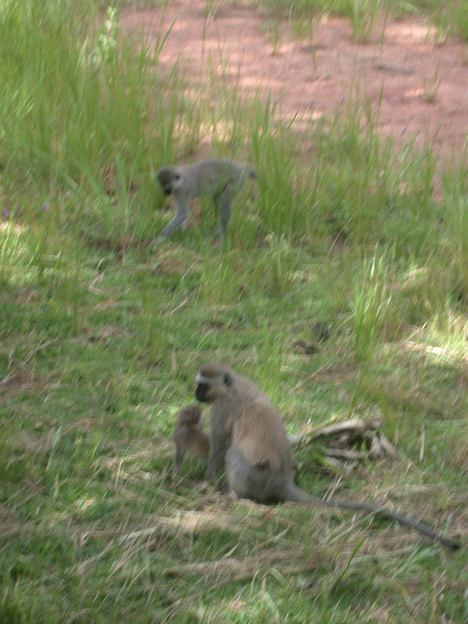 Monkeys in Meadow Outside My Suite at the Ancient City Lodge, Great Zimbabwe, Outside Masvingo, Zimbabwe