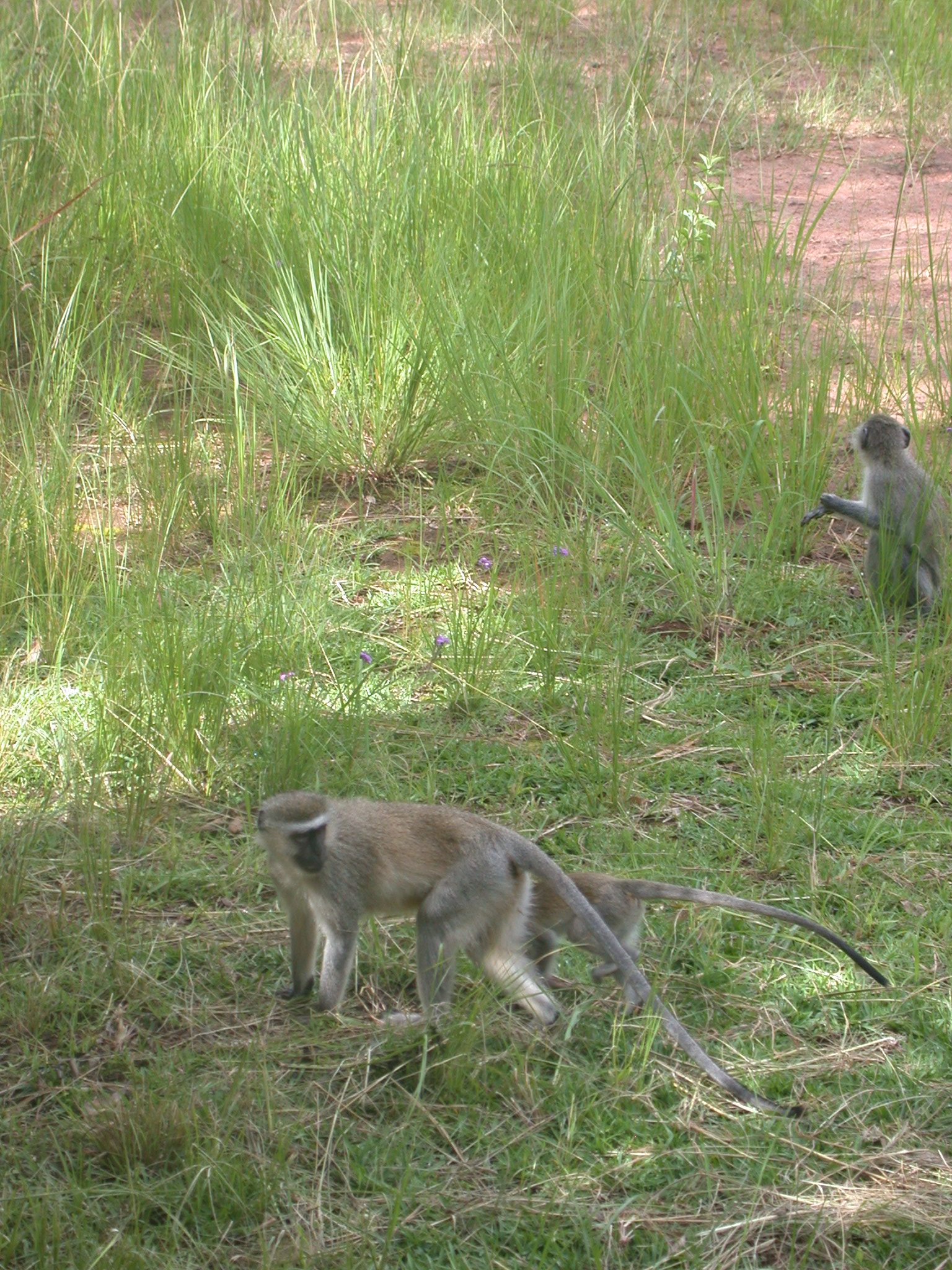 Monkeys in Meadow Outside My Suite at the Ancient City Lodge, Great Zimbabwe, Outside Masvingo, Zimbabwe