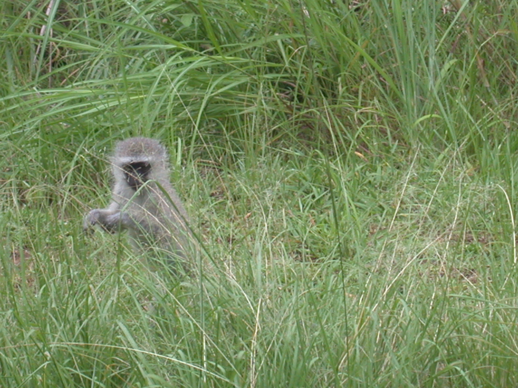 Monkey in Meadow Outside My Suite at the Ancient City Lodge, Great Zimbabwe, Outside Masvingo, Zimbabwe