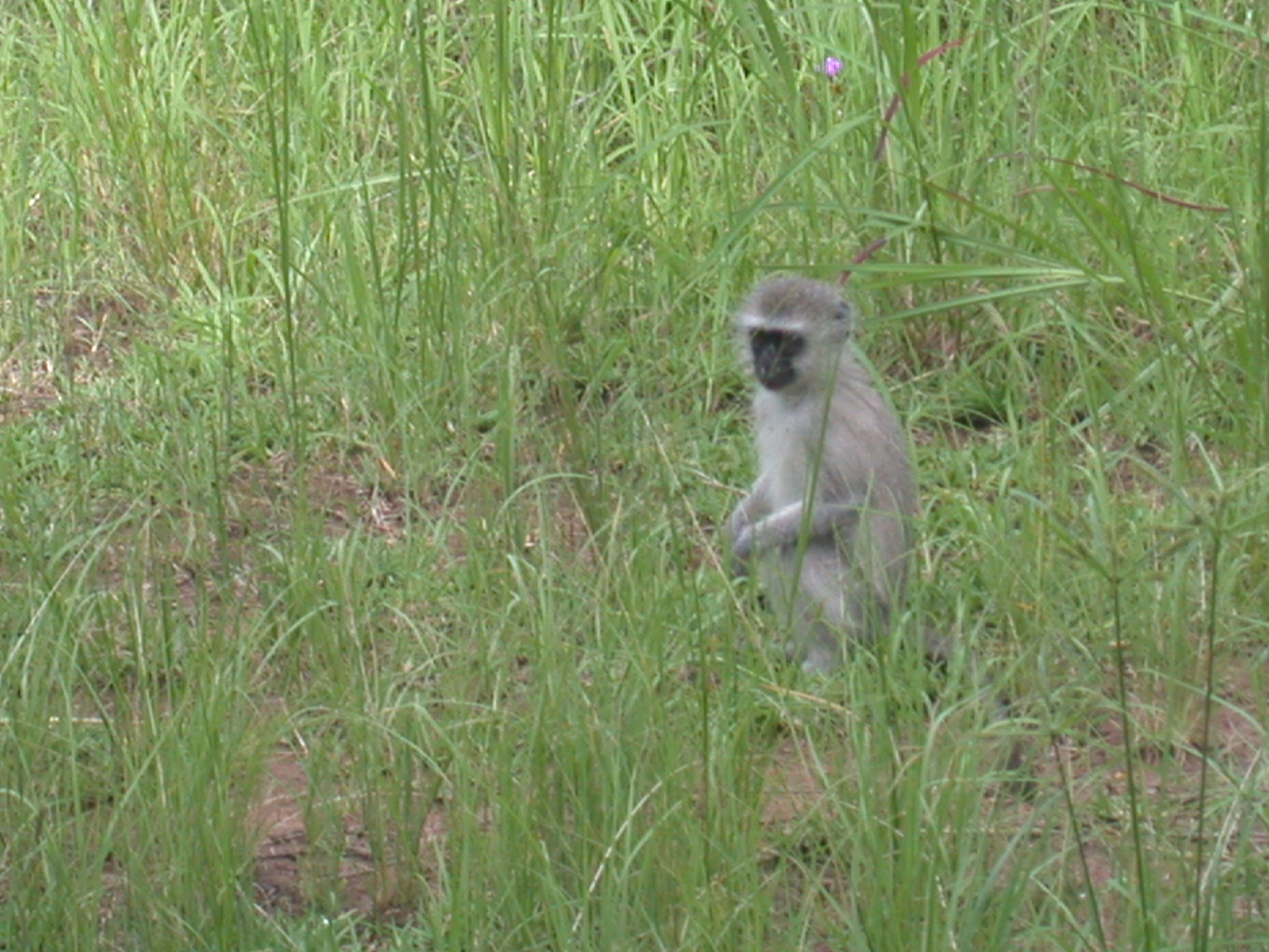 Monkey in Meadow Outside My Suite at the Ancient City Lodge, Great Zimbabwe, Outside Masvingo, Zimbabwe