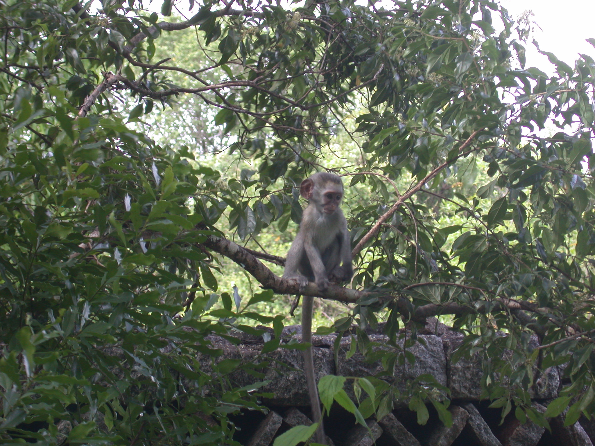 Monkey Perched in Tree Outside My Suite at the Ancient City Lodge, Great Zimbabwe, Outside Masvingo, Zimbabwe