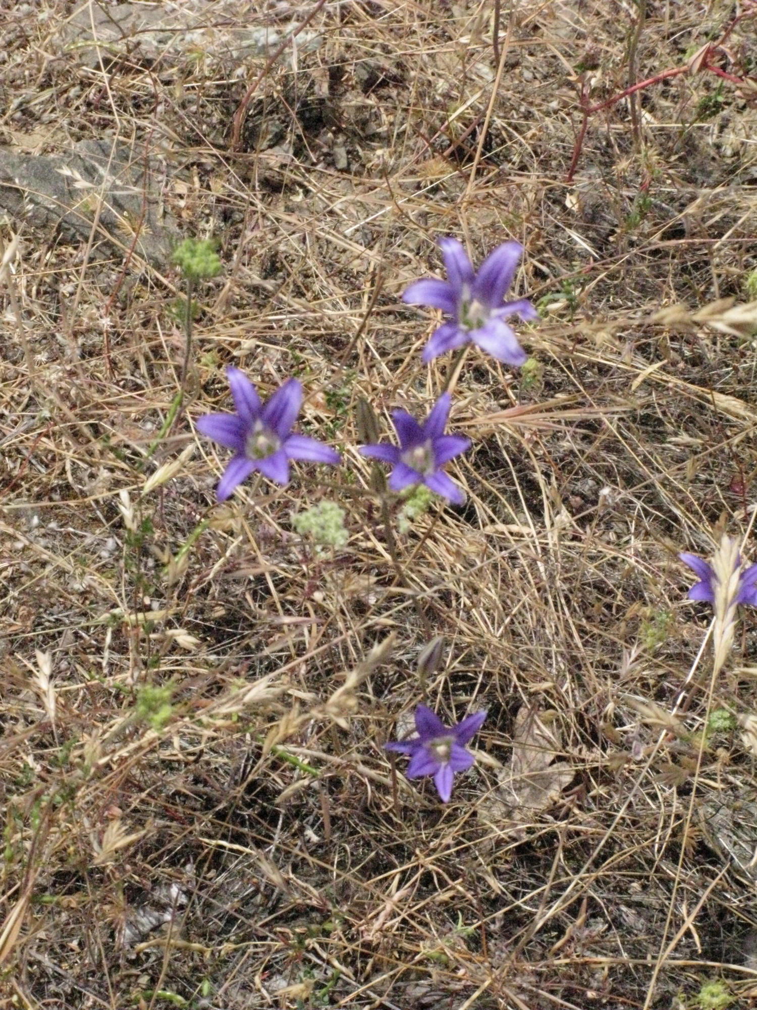 Purple Flowers on Trail to the Eel River, Covelo Yoga and Healing Festival