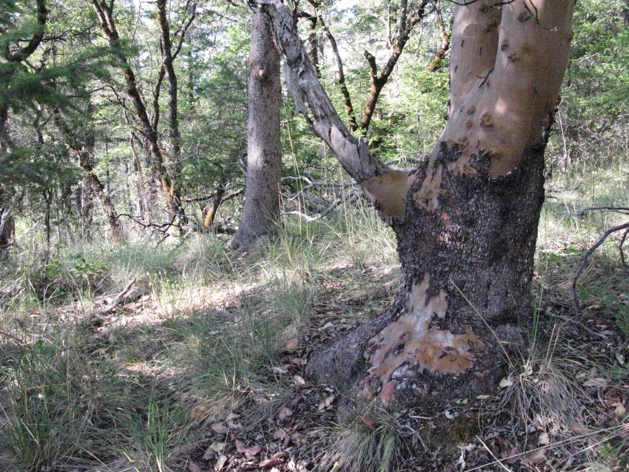 Madrone on Trail to the Eel River, Covelo Yoga and Healing Festival