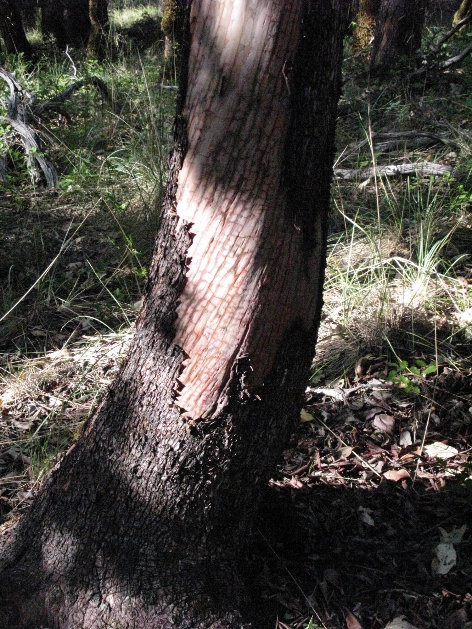 Tree on Trail to the Eel River, Covelo Yoga and Healing Festival