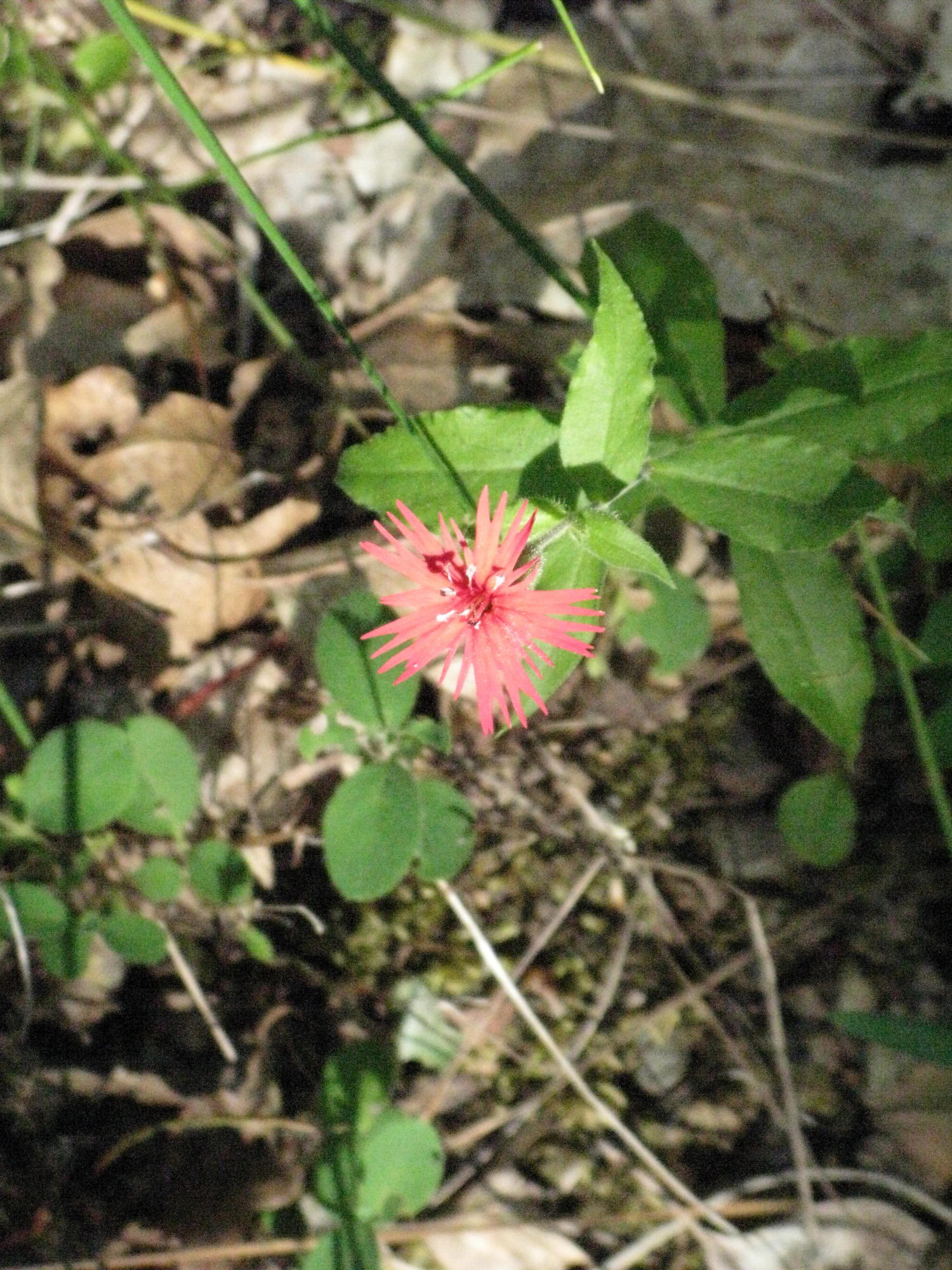 Flower on Trail to the Eel River, Covelo Yoga and Healing Festival