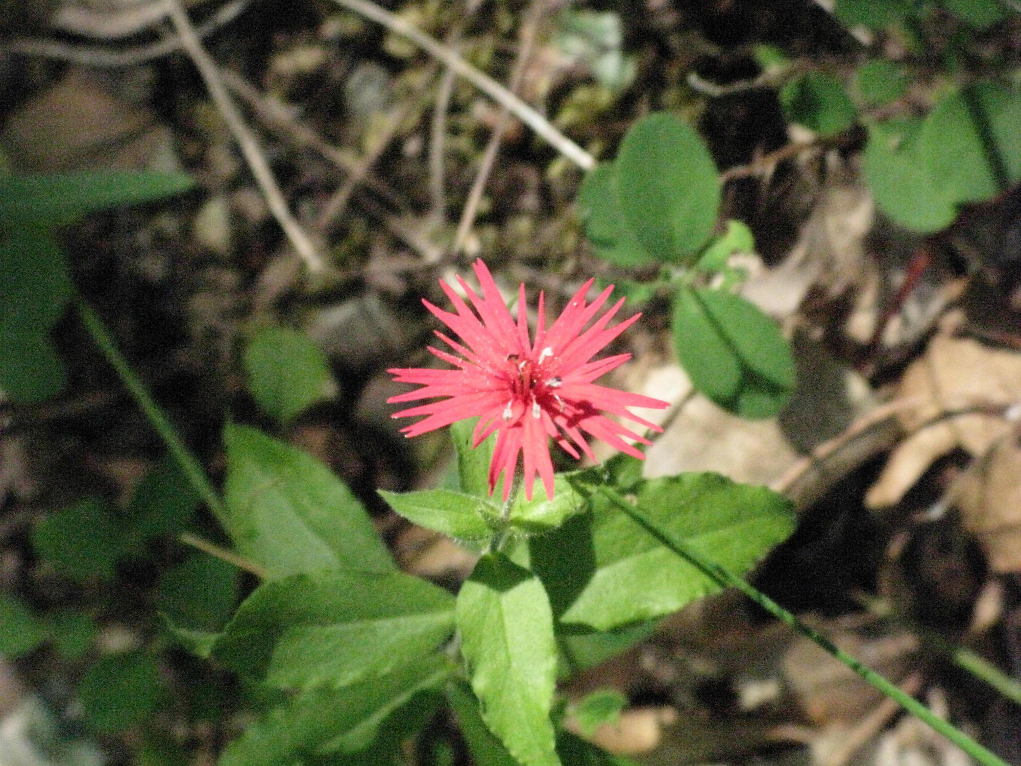 Flower on Trail to the Eel River, Covelo Yoga and Healing Festival