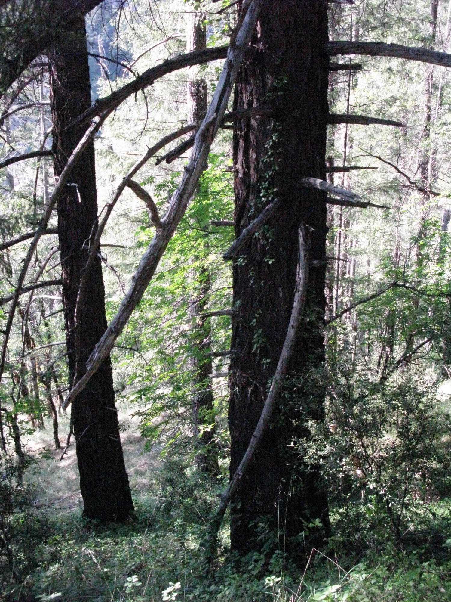 Forest on Trail to the Eel River, Covelo Yoga and Healing Festival