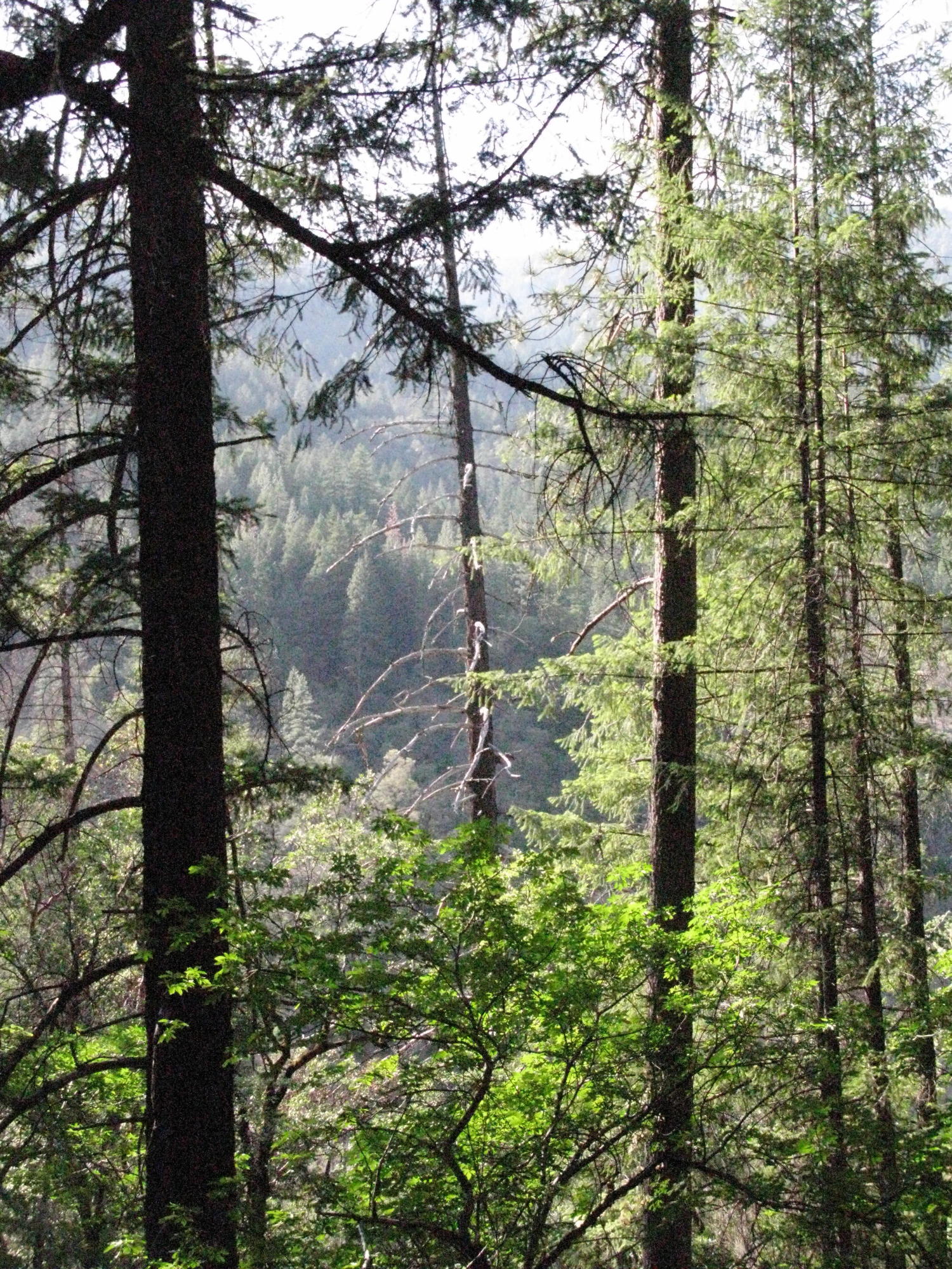 Forest on Trail to the Eel River, Covelo Yoga and Healing Festival