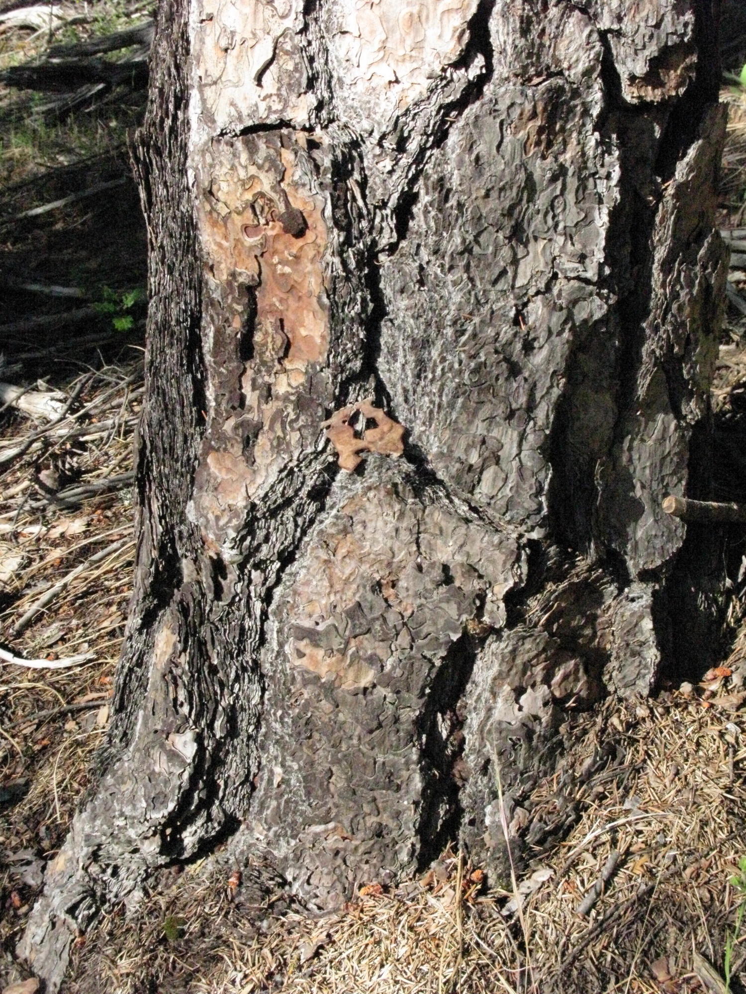 Puzzle Bark on Tree on Trail to the Eel River, Covelo Yoga and Healing Festival
