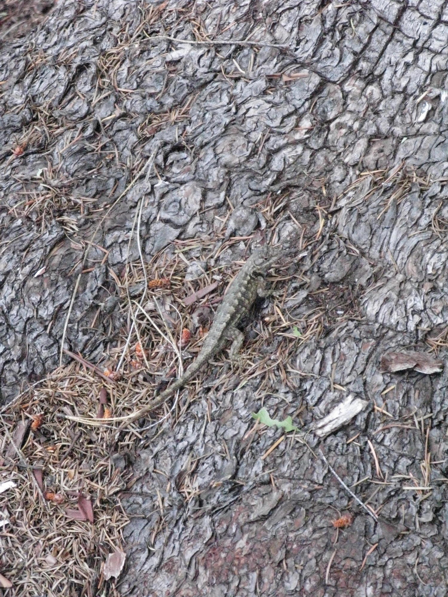 Camouflaged Lizard on Trail to the Eel River, Covelo Yoga and Healing Festival