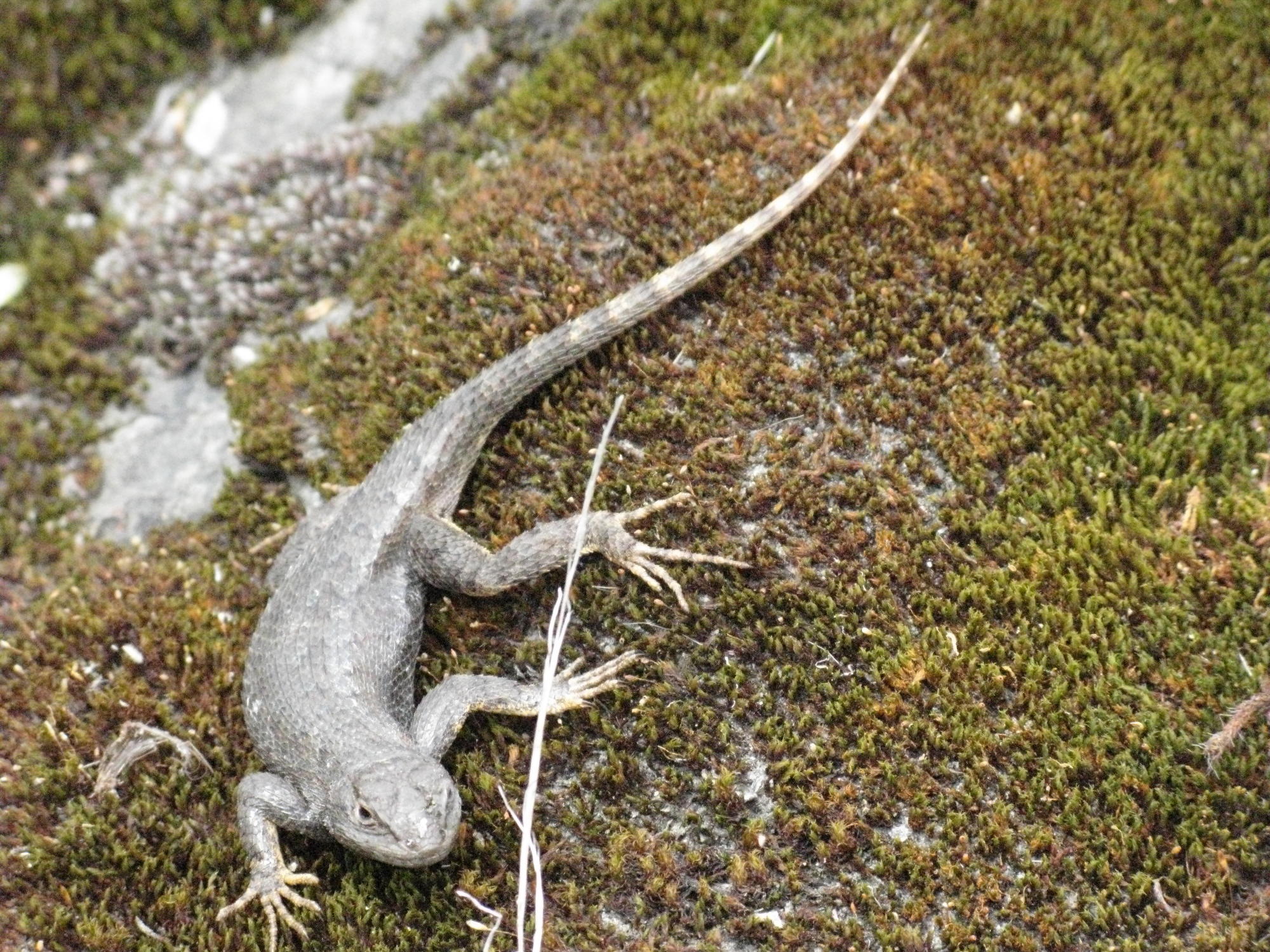 Lizard on Mossy Banks of Eel River, Covelo Yoga and Healing Festival